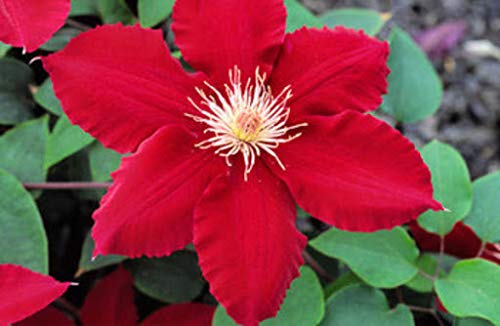 Bright Red Clematis Seeds - 25 Pack Evergreen Flowering Vine Seeds for Hanging Gardens, Perennial Climbing Plants with Vibrant Red Blooms | Perfect for Trellises, Fences & Container Gardening