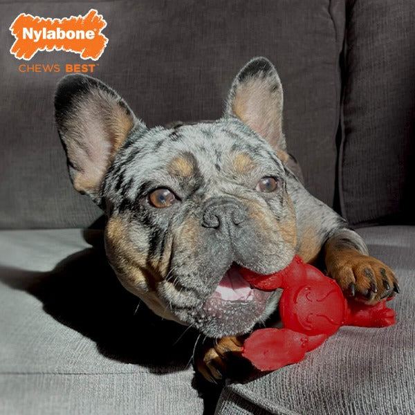 Nylabone Power Chew Lobster Dog Toy - Durable Chew Toy for Aggressive Chewers, Interactive Play & Dental Health | Great for Large Dogs, Puppy Teething & Playtime Fun
