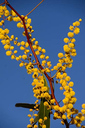 Australian Native Yellow Acacia Wattle Flower Laminated Poster - 20x30 Inch Vibrant Wall Art Decor for Living Room, Bedroom & Office
