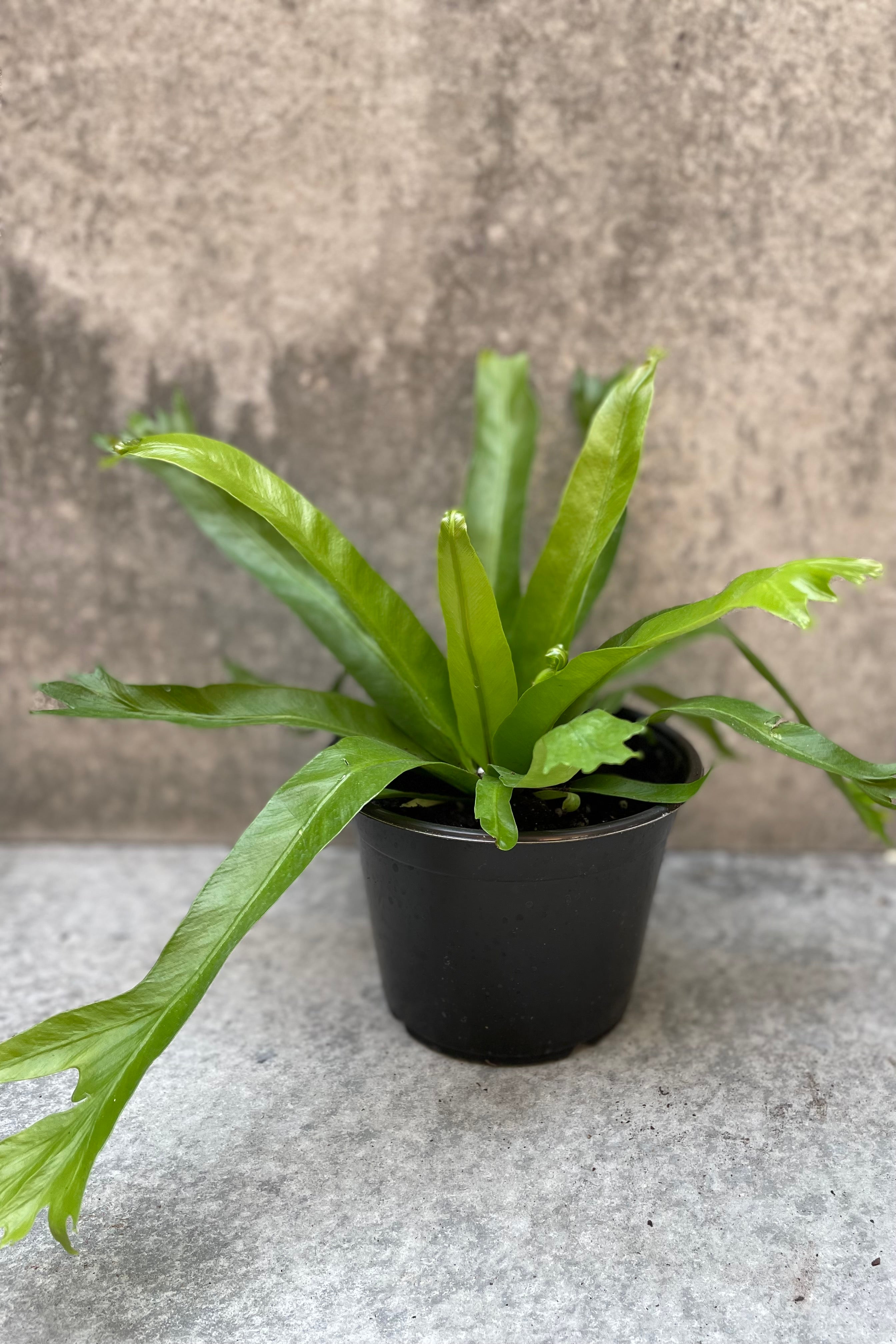 Asplenium Nidus 'Crissie' - 6 Inch Bird's Nest Fern - Perfect for Home Decor, Office Plants & Indoor Gardening - Low Maintenance Houseplant for Living Rooms, Bathrooms & Shelves
