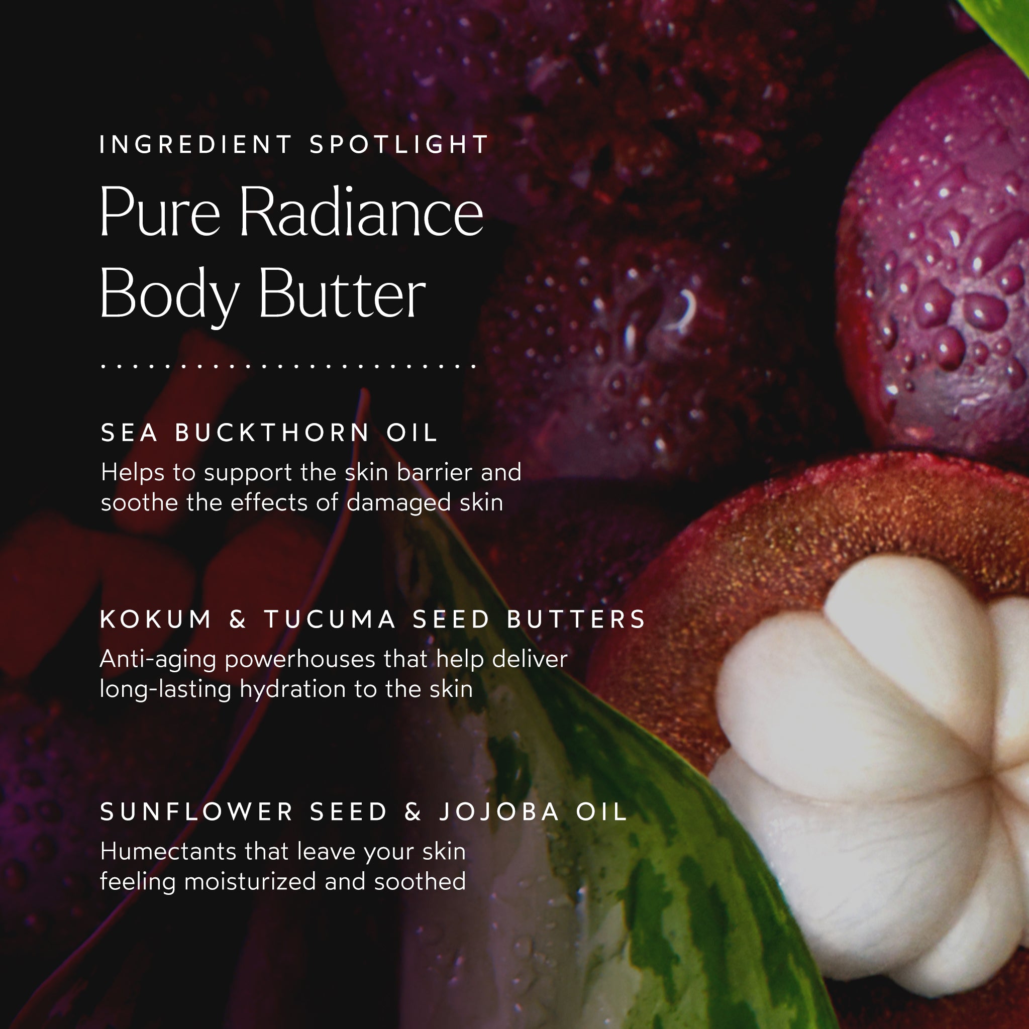 Pure Radiance Body Butter - Ultra Hydrating & Nourishing Moisturizer for Dry Skin | Organic Shea Butter Cream for Women & Men | Perfect for Daily Skincare & Post-Shower Hydration
