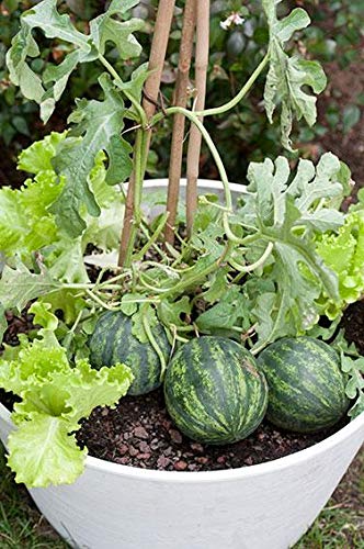 Mini Love Personal Size Mini Watermelon - Sweet & Juicy Bite-Sized Melons for Snacking, Fruit Salads & Healthy Desserts | Perfect for Picnics, Lunchboxes & Summer Parties