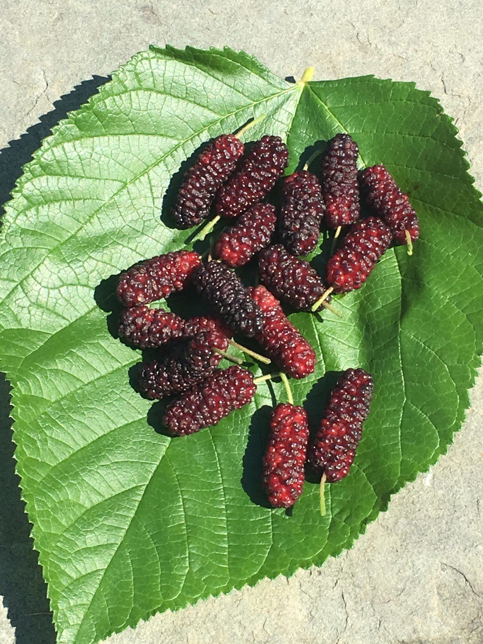 Everbearing Mulberry Tree - 5 Live Plants in 4 Inch Pots - Sweet Edible Fruit Tree for Patio, Garden & Backyard - Perfect for Home Gardening, Landscaping & Fresh Fruit Harvesting