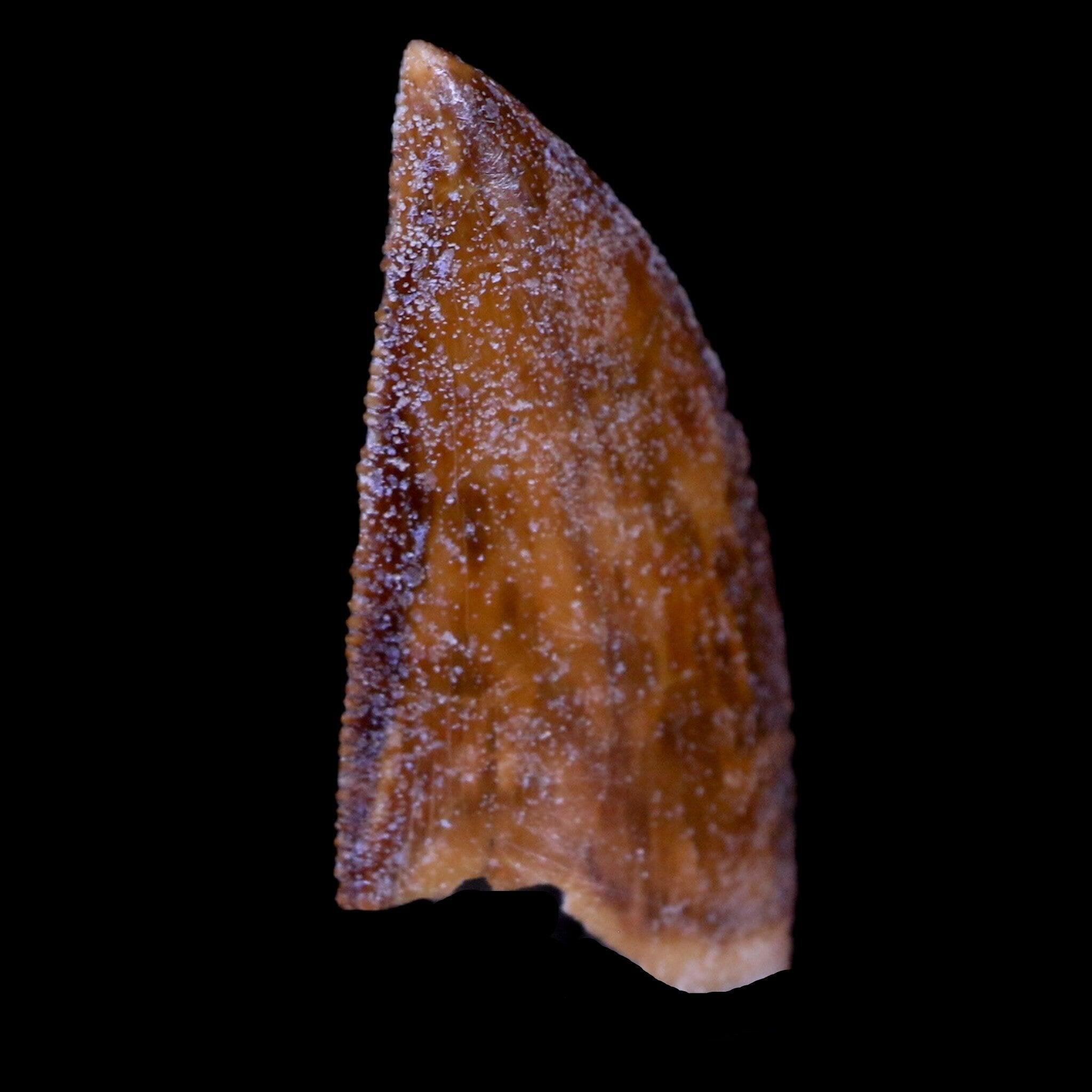 Authentic Majungasaurus Serrated Dinosaur Tooth Fossil from Madagascar - Cretaceous Period with COA - Perfect for Paleontology Collections & Educational Displays