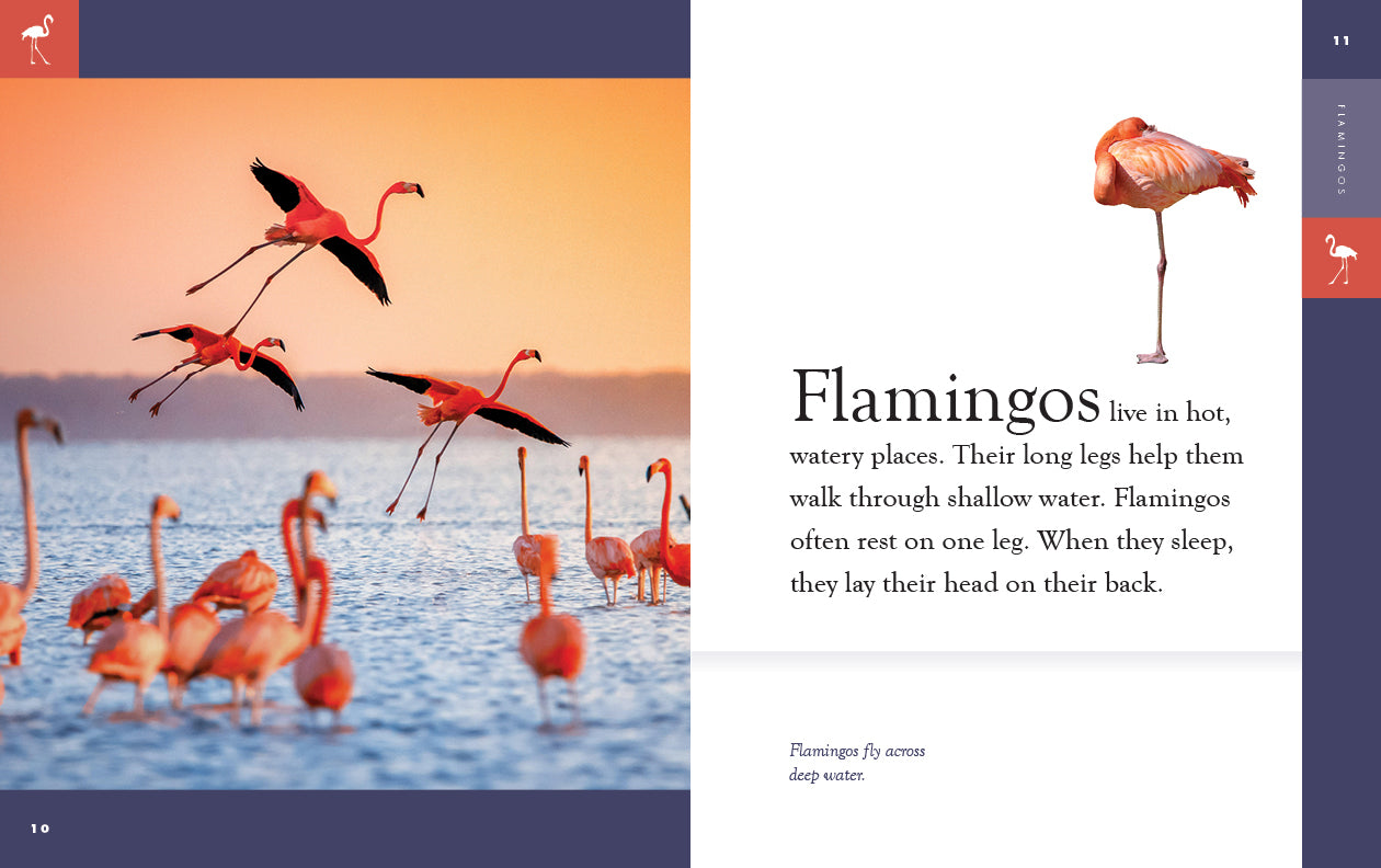 Flamingos Book 9781640265424 - Learn About Flamingos, Their Habitat & Behavior - Perfect for Bird Lovers & Nature Enthusiasts