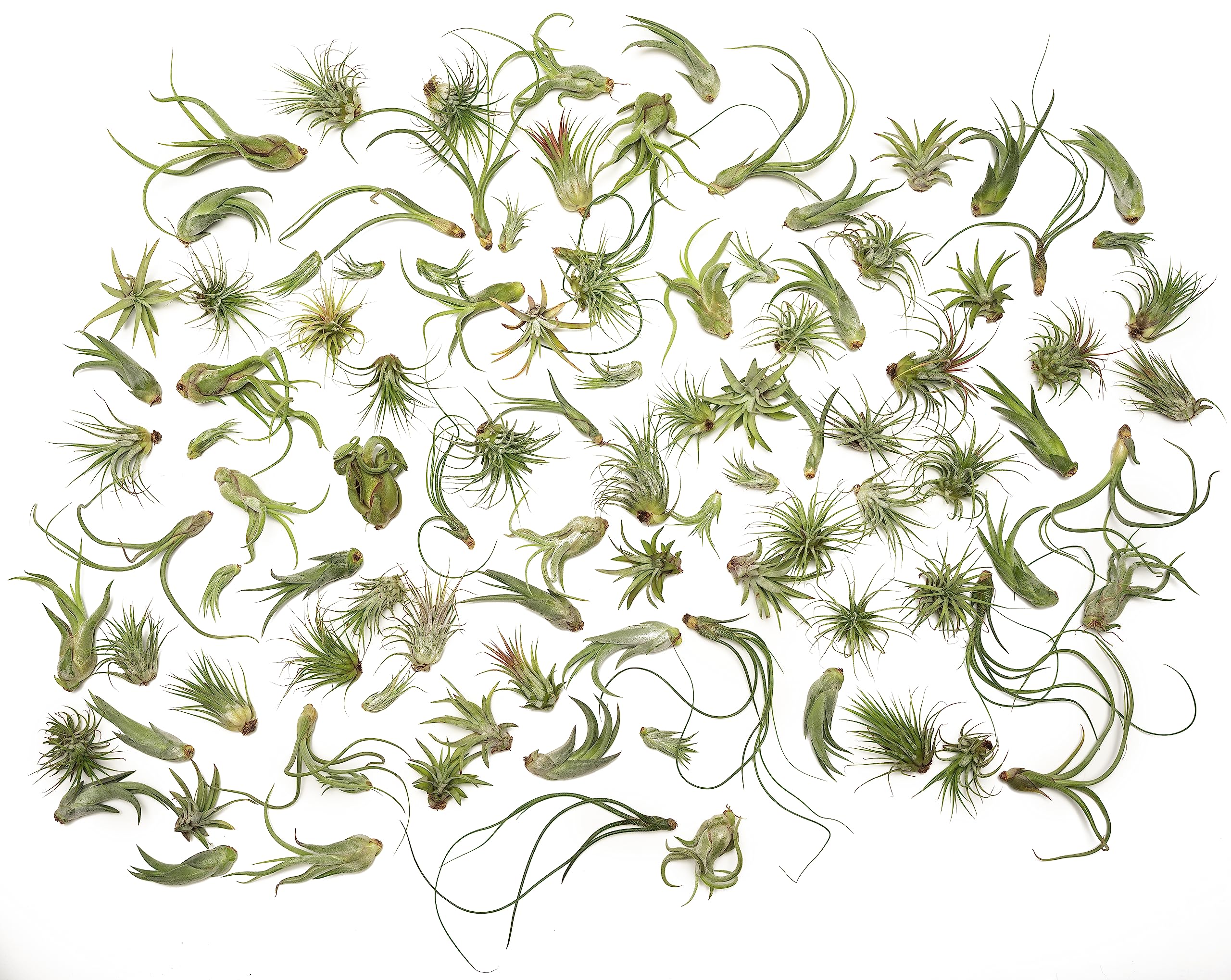 100 Pack Live Tillandsia Air Plants for Indoor Decor - Bulk Air Plants for Wedding Favors, Party Decorations, Terrarium Kits & Unique Plant Lover Gifts | Perfect for Home Office Decor, DIY Projects & Special Events