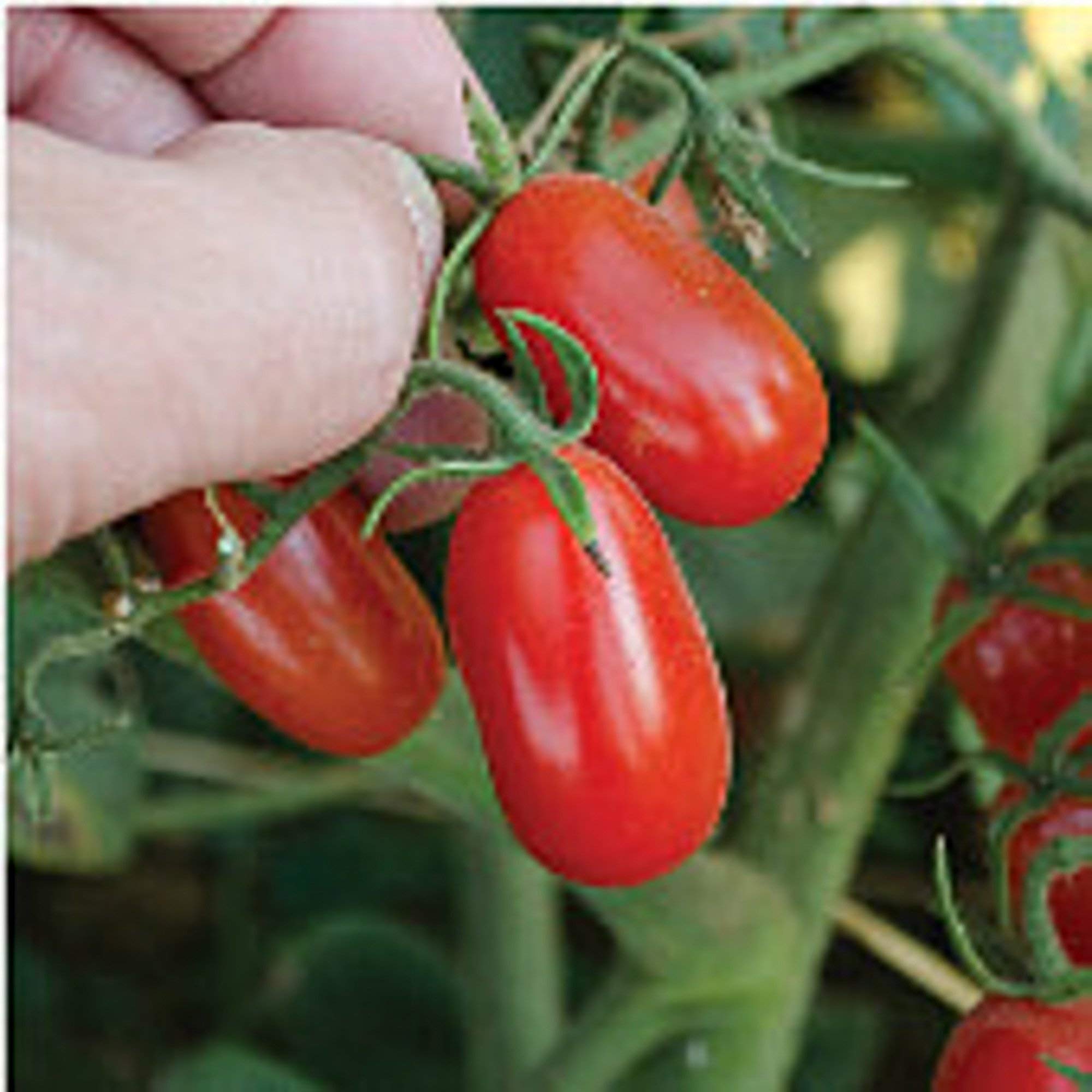 Non-GMO Red Grape Tomato Seeds (20+ Seeds) - Heirloom Vegetable & Fruit Seeds for Planting | Perfect for Home Garden, Greenhouse & Container Gardening | Fresh Salad & Cooking Tomatoes