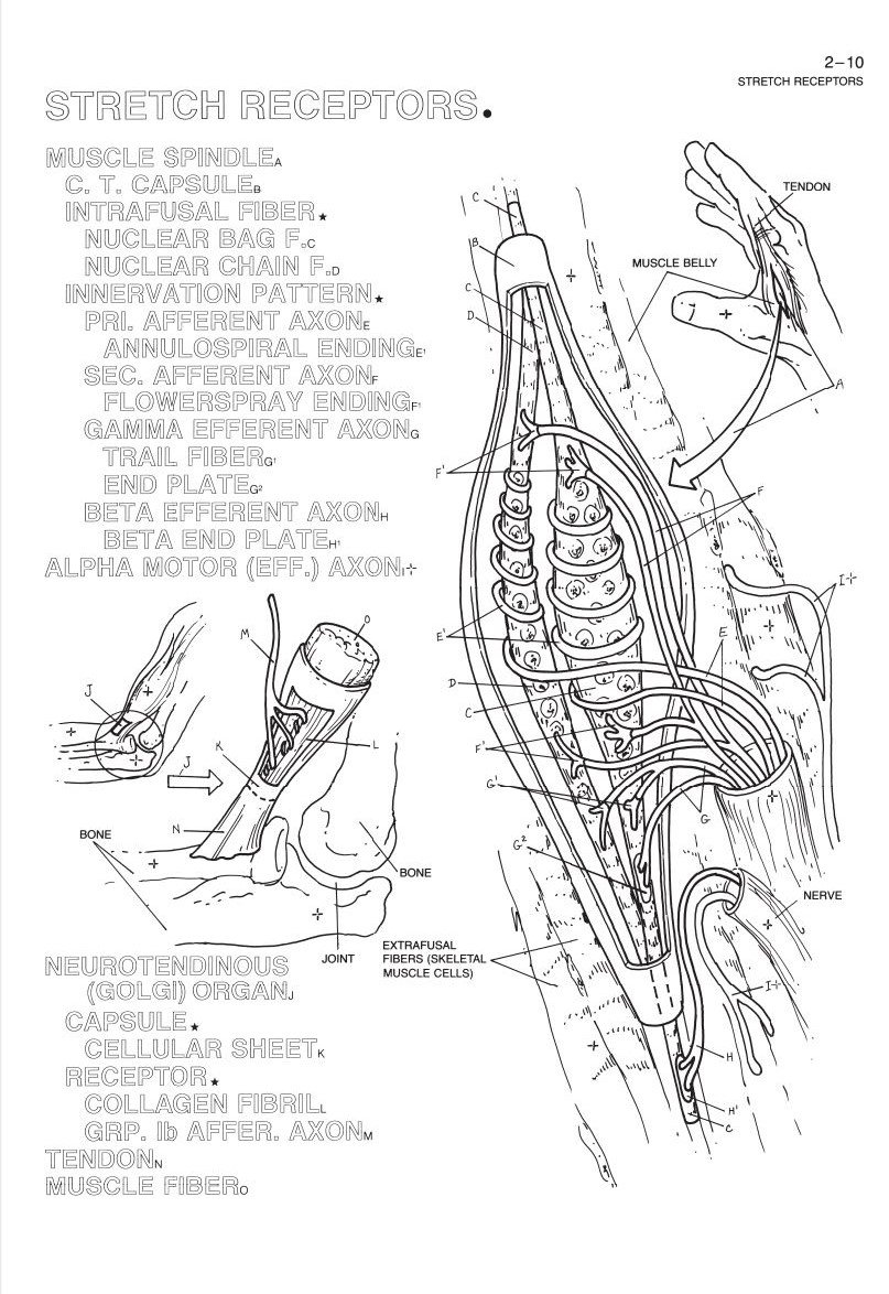 The Human Brain Coloring Book - Anatomy Educational Coloring Book for Adults & Students | Perfect for Neuroscience Study, Stress Relief & Creative Learning
