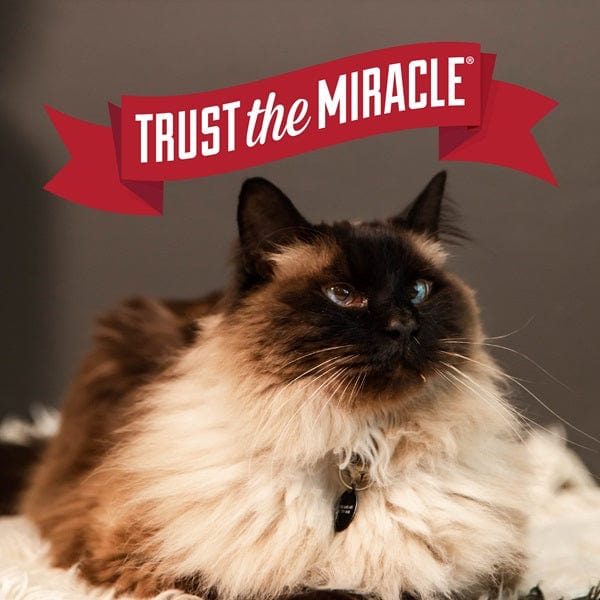 Nature's Miracle Intense Defense Odor Control Clumping Cat Litter - Long-Lasting Freshness for Multi-Cat Homes & Large Litter Boxes