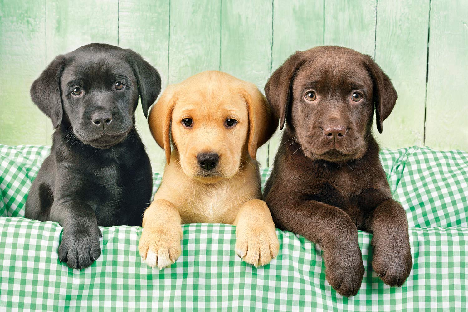 Clementoni 1000 Piece Jigsaw Puzzle - Three Labradors Dog Breed Puzzle for Adults (Square Box) | Challenging Puzzle Game for Family Night & Relaxation