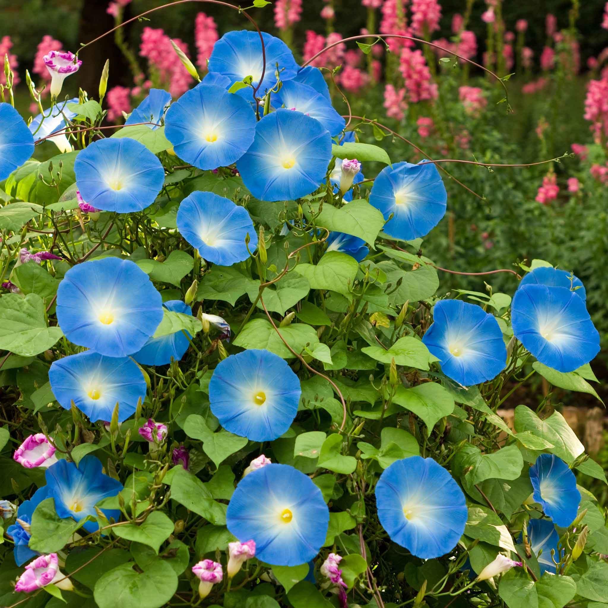 Heavenly Blue Morning Glory Seeds - Non-GMO Flower Seeds for Planting | Easy to Grow, Low Maintenance | Perfect for Spring Planting in USDA Zones 1-10 | Great for Garden Borders, Trellises & Container Gardening