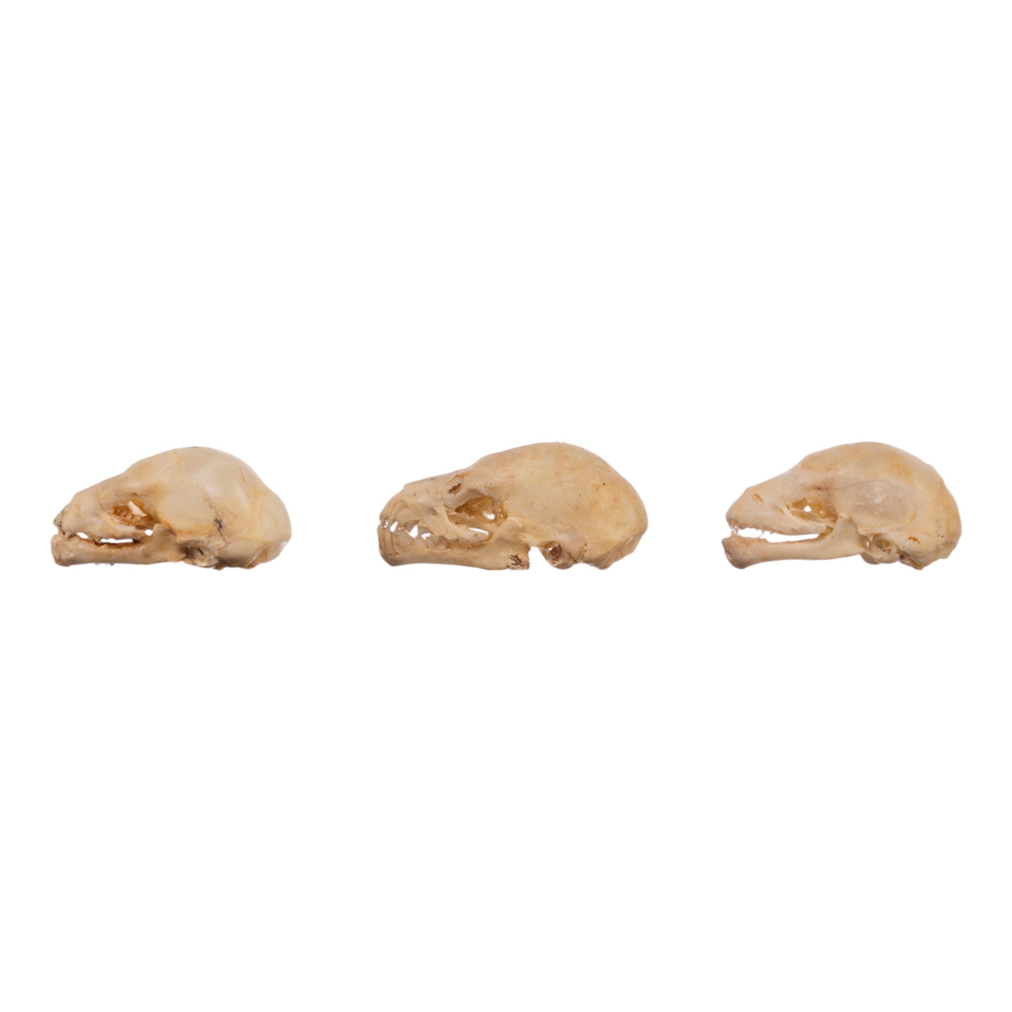 Authentic Seba's Short-Tailed Bat Skull Specimen - Real Bone Taxidermy for Science & Collectors | Perfect for Halloween Decor, Gothic Display & Biology Education