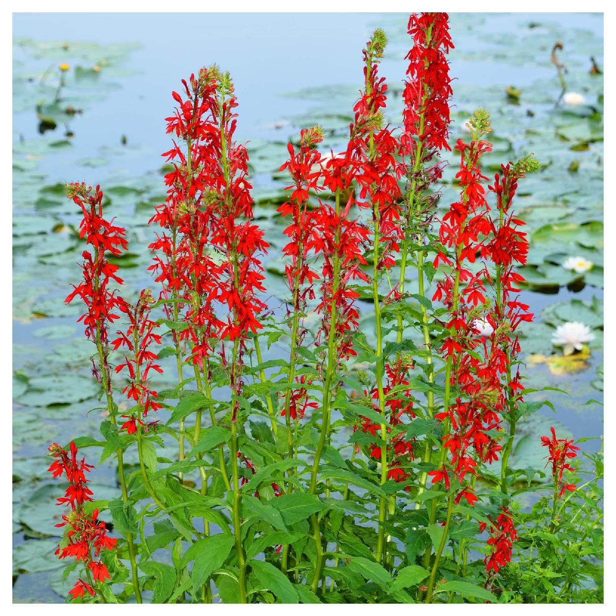 Everwilde Farms - 1 Oz Cardinal Flower Native Wildflower Seeds (Lobelia Cardinalis) - Gold Vault Packaging - Attract Hummingbirds & Butterflies - Perfect for Gardens, Meadows & Pollinator Habitats