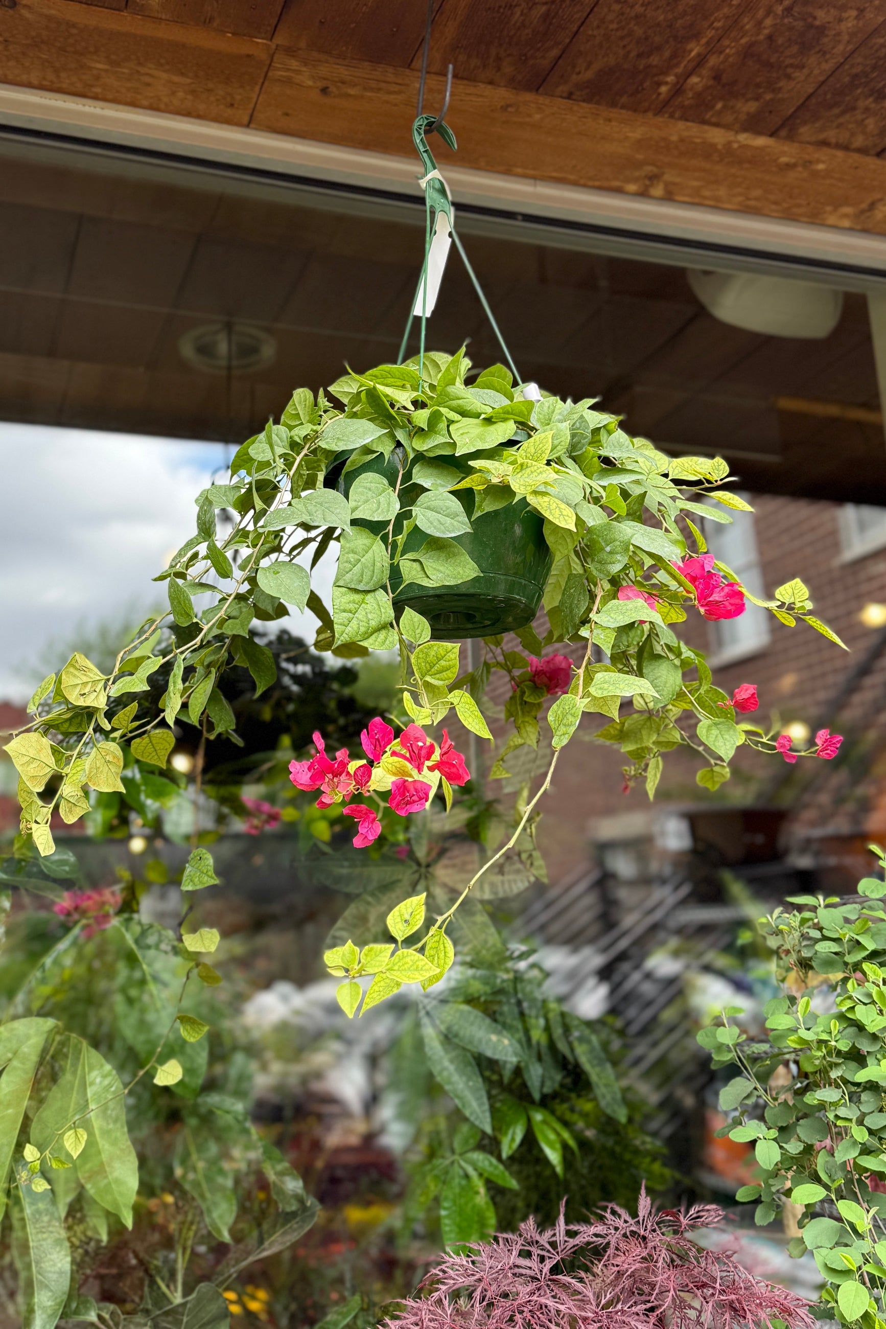 Bougainvillea Plant - 10 Inch Potted Flowering Vine for Outdoor Garden Decor, Patio Landscaping & Tropical Home Gardening