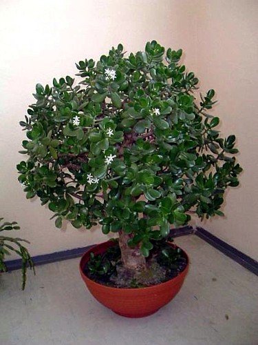 Jade Plant (Crassula Ovata) - Easy to Grow Succulent in 4 Inch Pot - Perfect for Home Decor, Office Desk & Gift Giving - Unique from JMBamboo