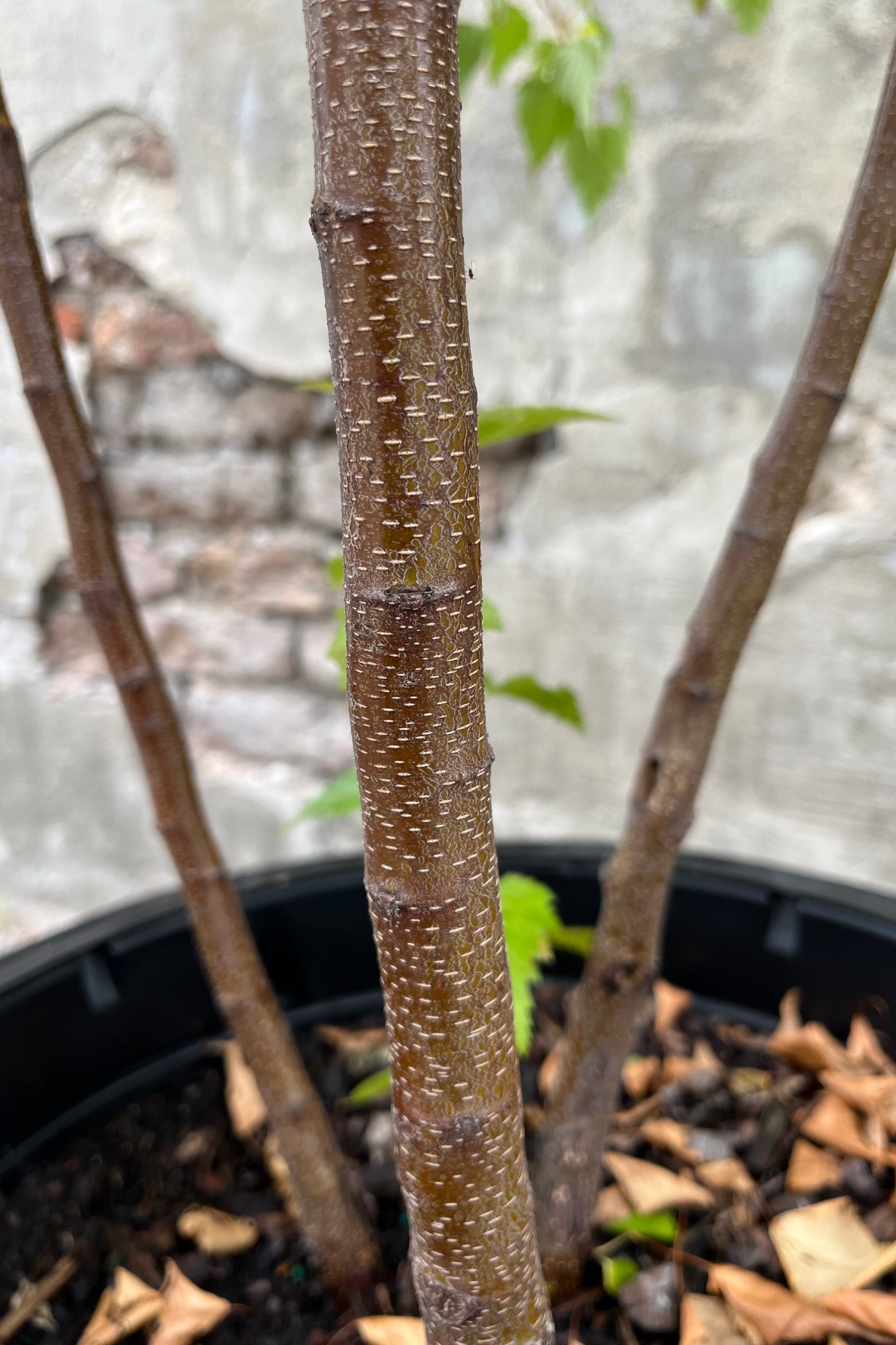 Whitespire Gray Birch Tree (Betula populifolia) - #10 Container Size - Perfect for Landscaping, Shade Gardens & Urban Planting