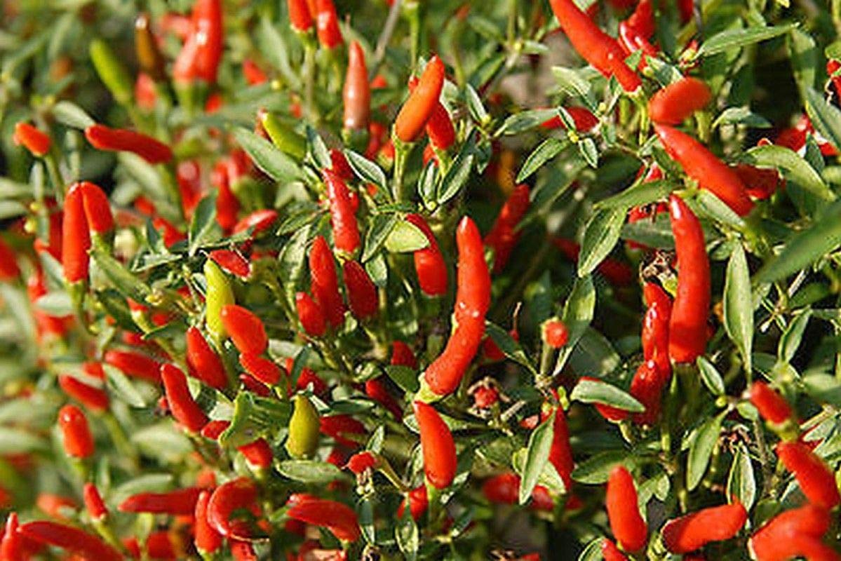 Organic Rooster Spur Hot Pepper Seeds - 100 Count for Home Garden, Containers & Patio Planting | Spicy Heirloom Variety for Cooking, Salsas & Hot Sauces | Fast-Growing & High-Yield Chili Plant Seeds