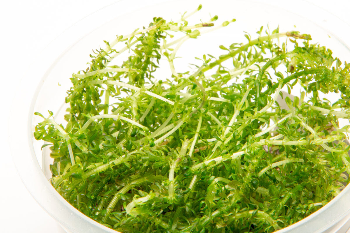 Rotala Bangladesh Aquatic Plant for Aquarium - Live Freshwater Stem Plant for Fish Tank Decoration, Perfect for Aquascaping and Shrimp Tanks