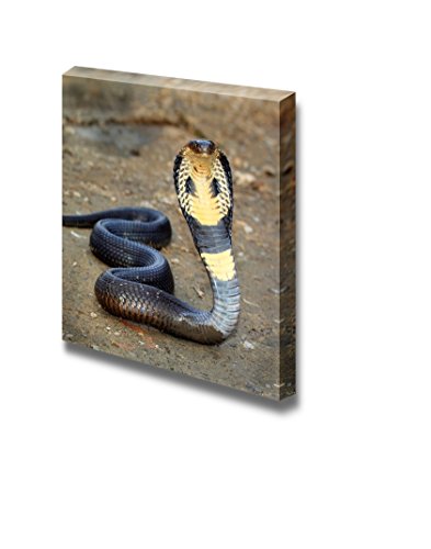 Cobra Snake