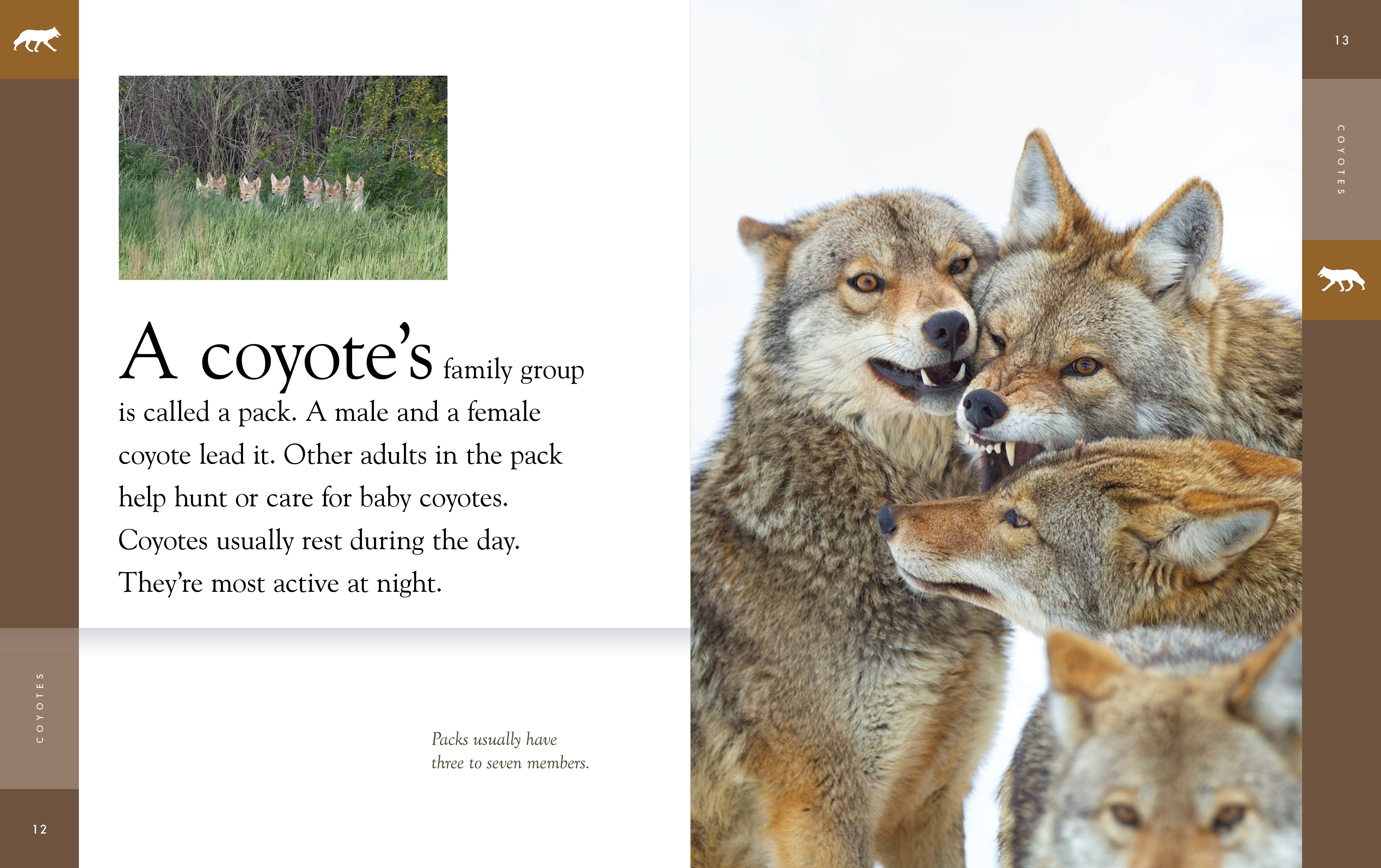 Amazing Coyotes 2025 - Wildlife Photography & Nature Decor - Perfect for Home, Office & Gifts