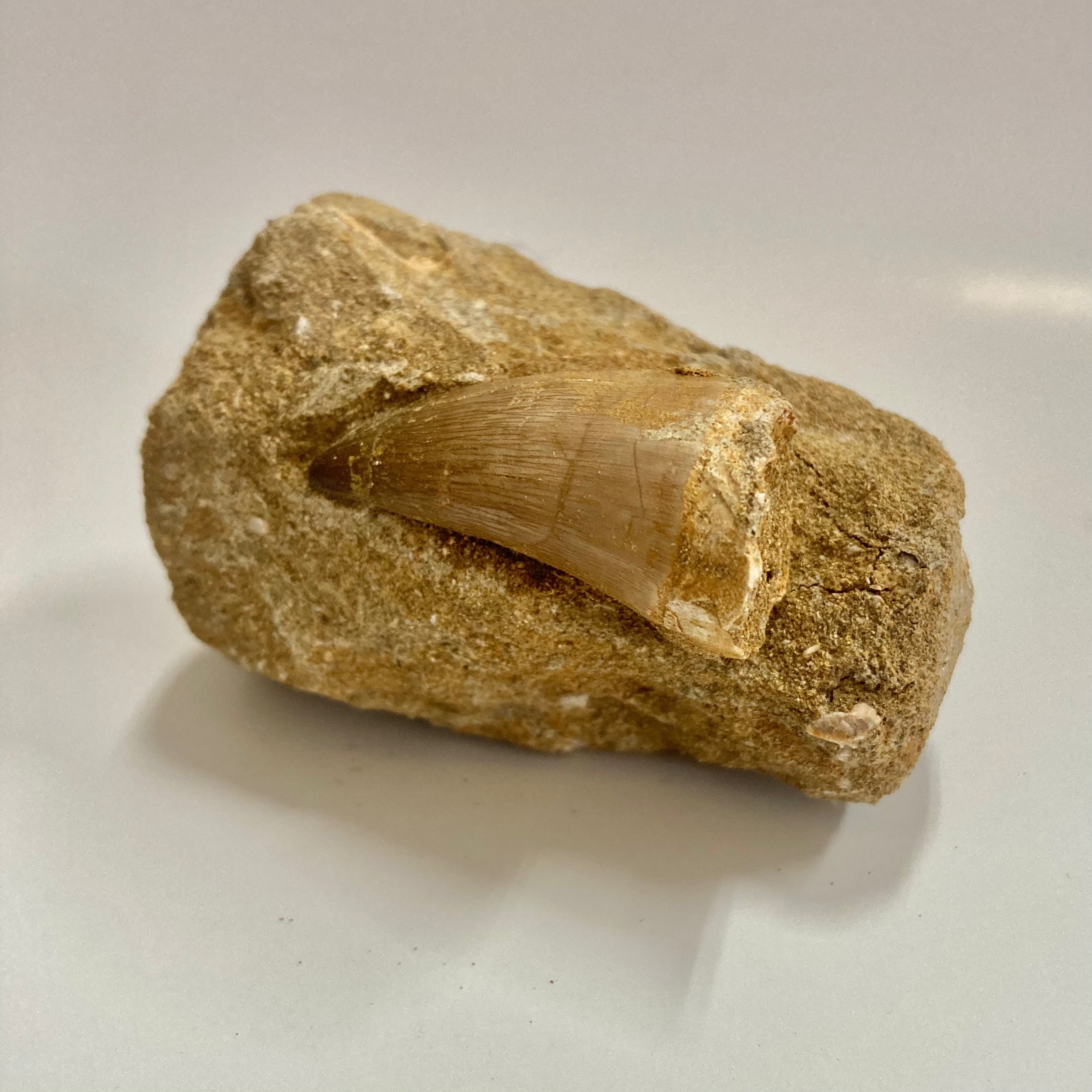 Authentic Mosasaur Tooth Replica - Realistic Dinosaur Fossil Copy for Collectors, Education & Home Decor | Perfect for Science Enthusiasts & Paleontology Displays