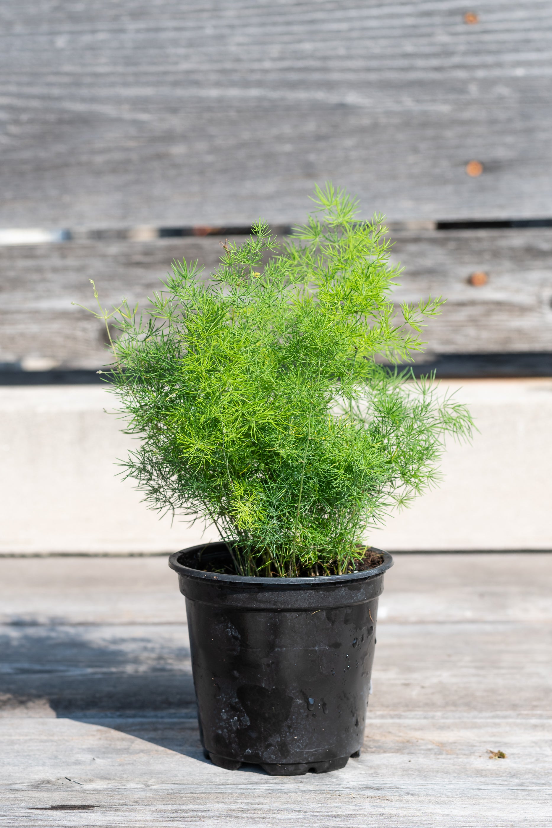 Buy Asparagus Retrofractus (Ming Fern) - 4