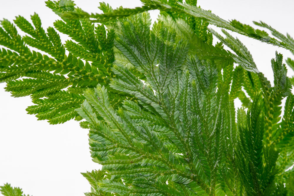 Selaginella Willdenowii - Blue Spikemoss Plant for Home & Garden Decor | Perfect for Terrariums, Fairy Gardens & Indoor Greenery