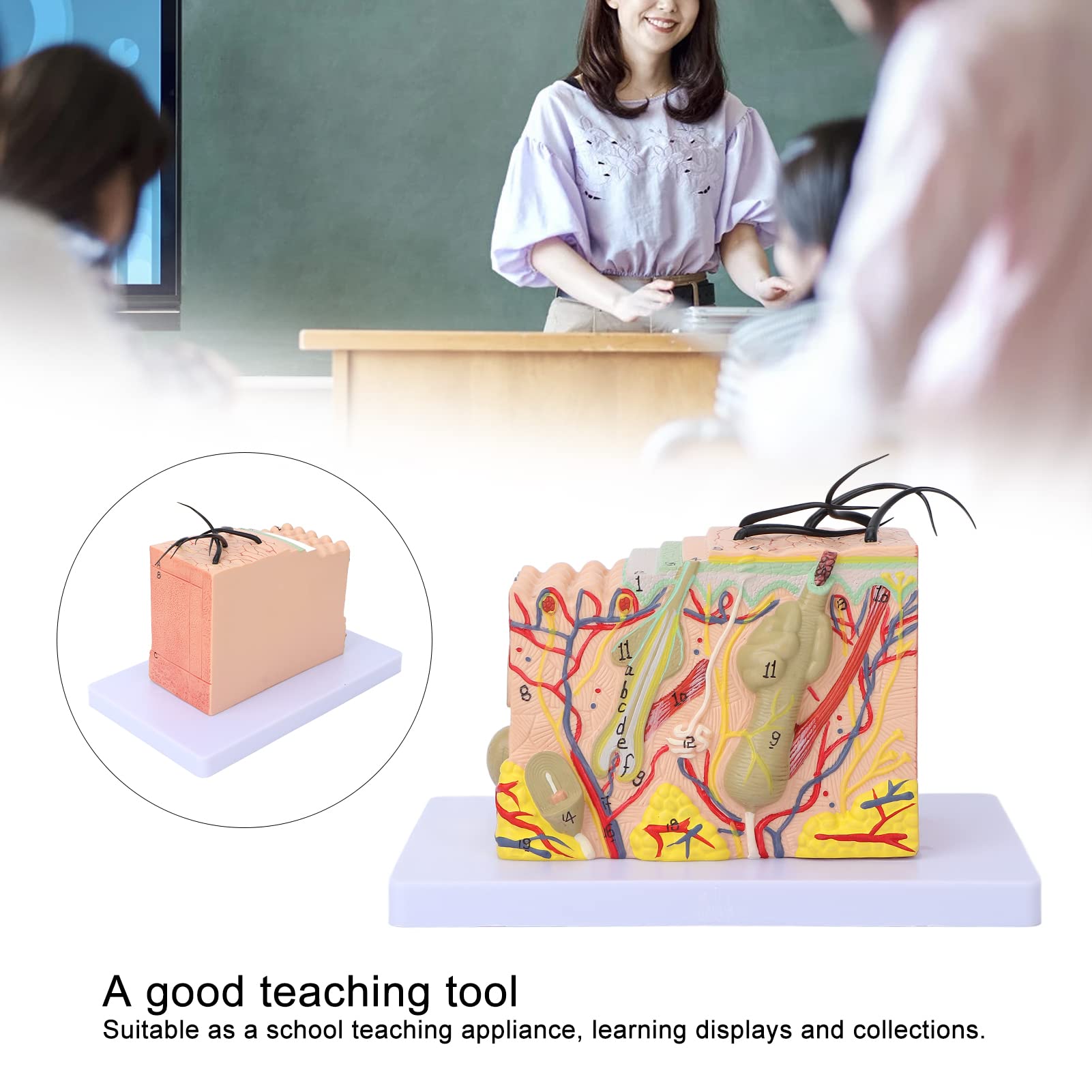 Magnified Skin Tissue Model - PVC Anatomical Skin Model for Dermatology Study, Cosmetology Training & School Education | Perfect for Medical Students, Skin Care Professionals & Classroom Demonstrations