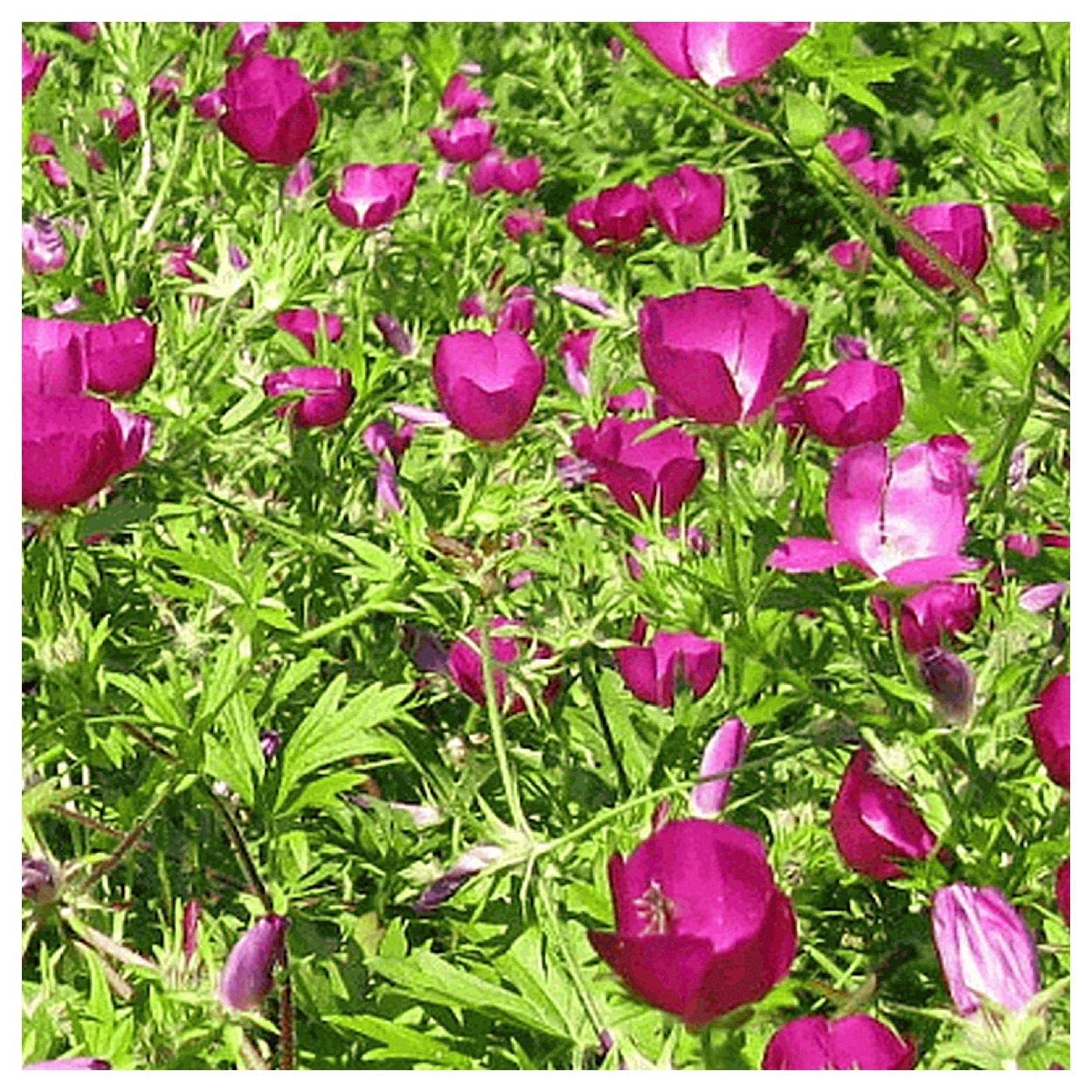 Everwilde Farms - 1/4 Lb Bush's Poppy Mallow Native Wildflower Seeds - Gold Vault Pack - Attract Pollinators & Beautify Gardens - Perfect for Wildflower Meadows, Cottage Gardens & Landscaping