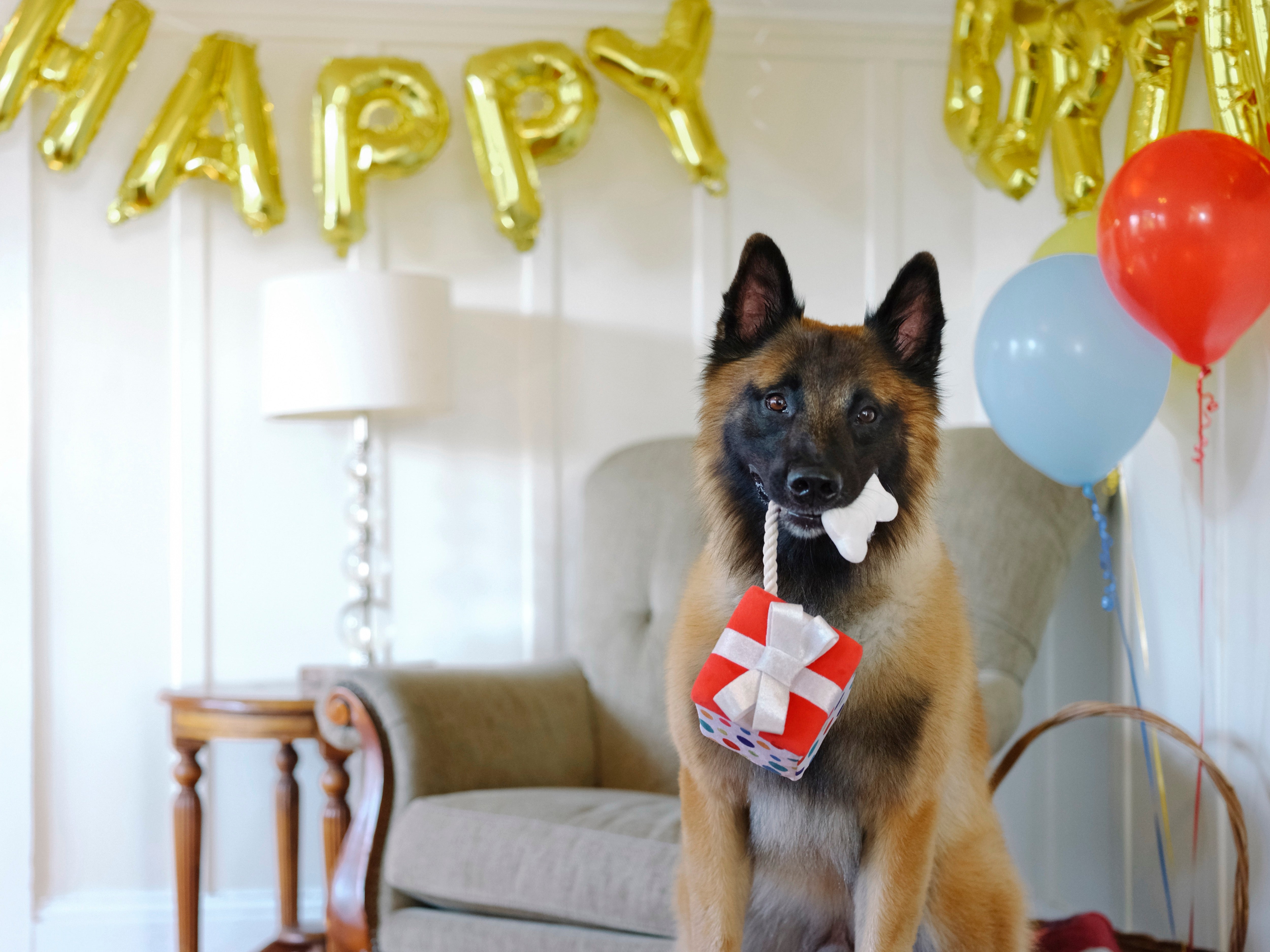 Perfect Gift for Dogs - Party Time™ Plush Dog Toy by Pet P.L.A.Y. | Soft & Durable Chew Toy for Puppies & Adult Dogs - Great for Playtime, Training & Cuddling
