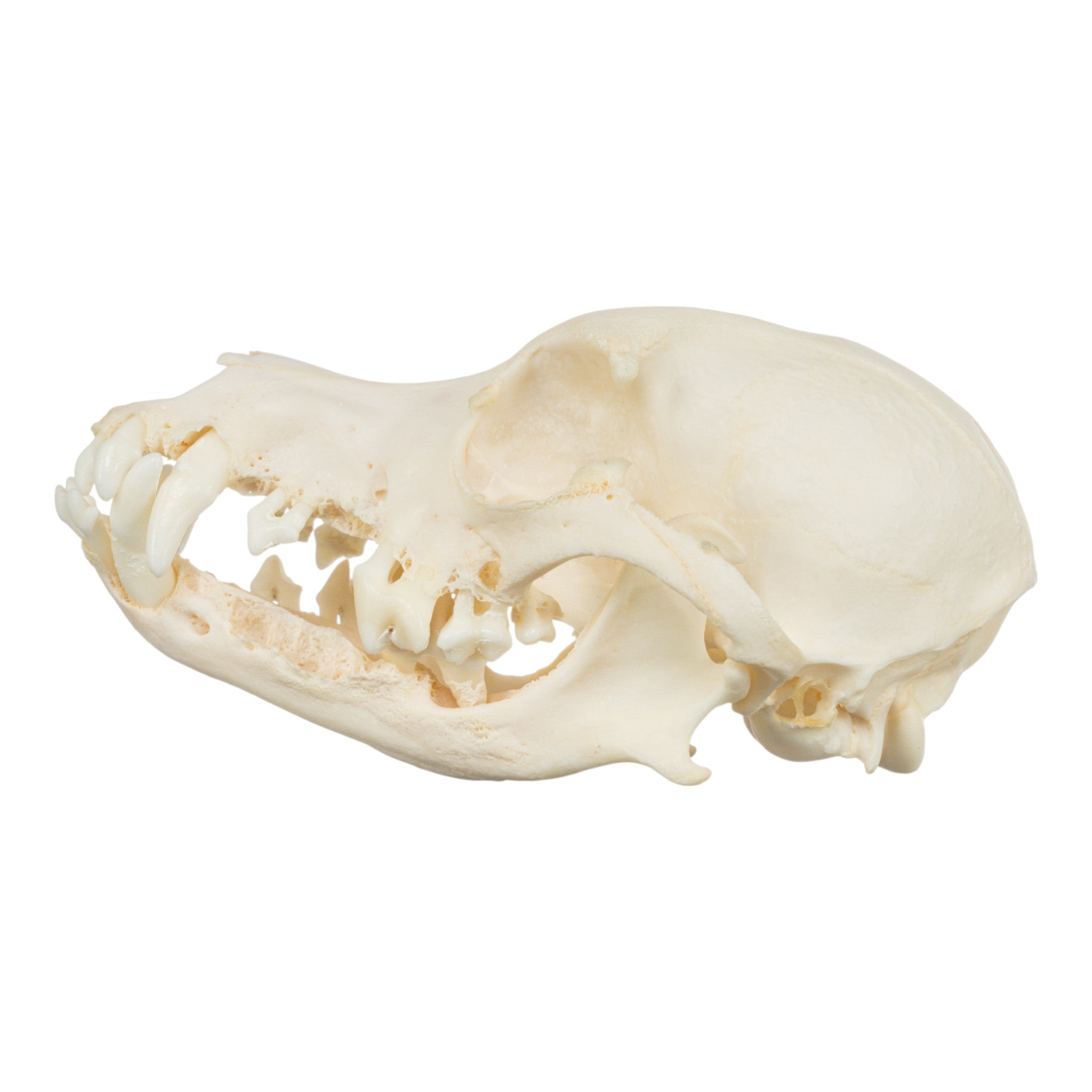 Authentic Corgi Dog Skull Specimen - Real Domestic Canine Skull for Veterinary Study, Dental Research & Halloween Decor
