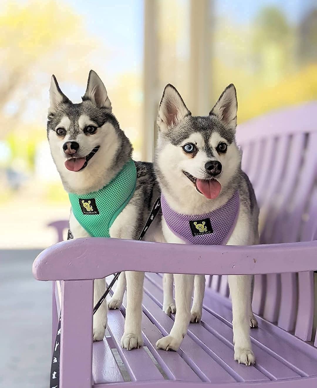 EcoBark Eco-Friendly No Pull Dog Harness for Small, Toy & Teacup Dogs - Soft Mesh Comfort Vest with Luxurious Padding - Adjustable Overhead Design (XS, Turquoise Mint) - Perfect for Walking, Training & Outdoor Adventures