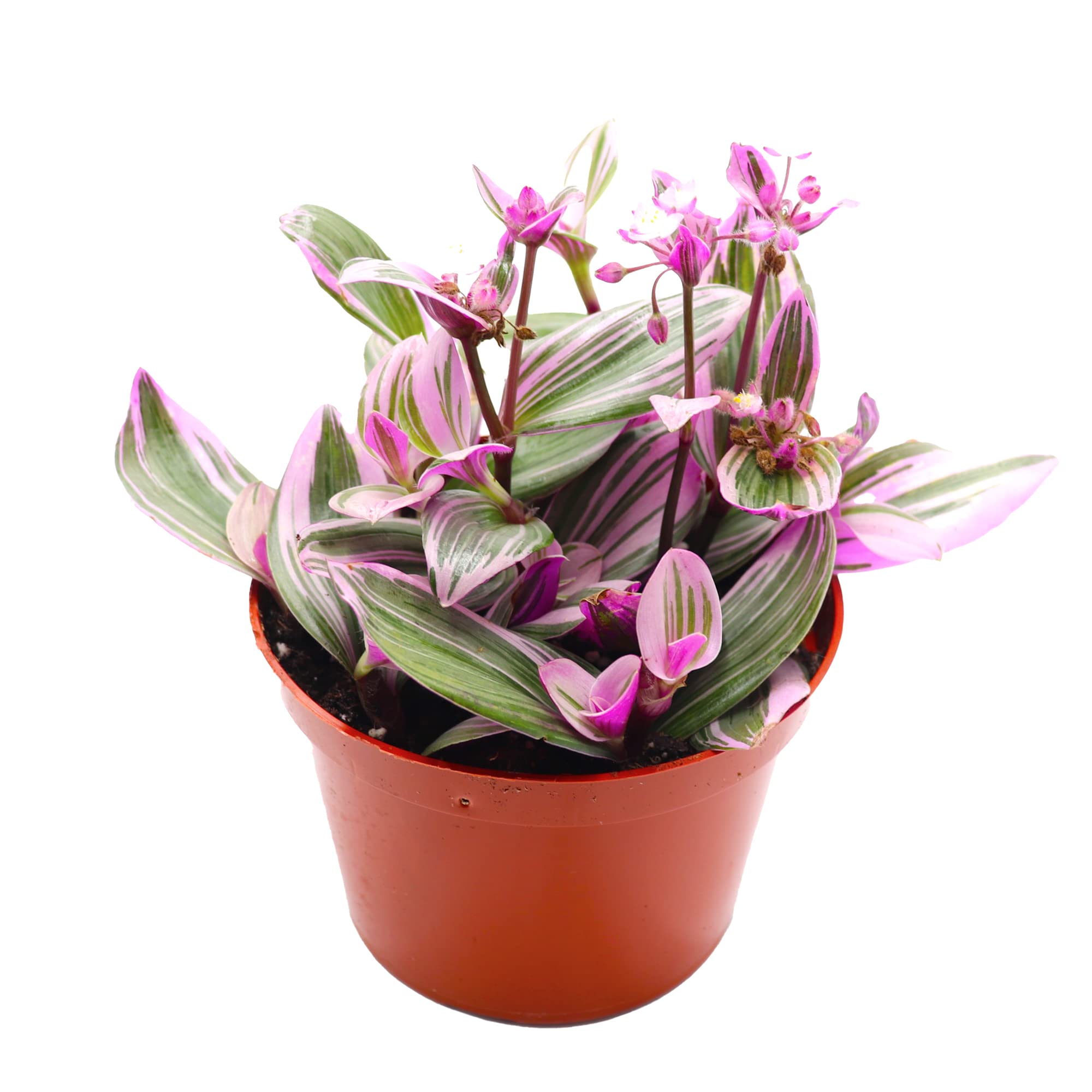 California Tropicals Pink Tradescantia Nanouk - Rare Live Houseplant in 6 Inch Pot with Rooted Leaves - Easy Care Indoor Outdoor Plant for Home Office Decor, Mini Tropical Garden, Gift Idea for Plant Lovers