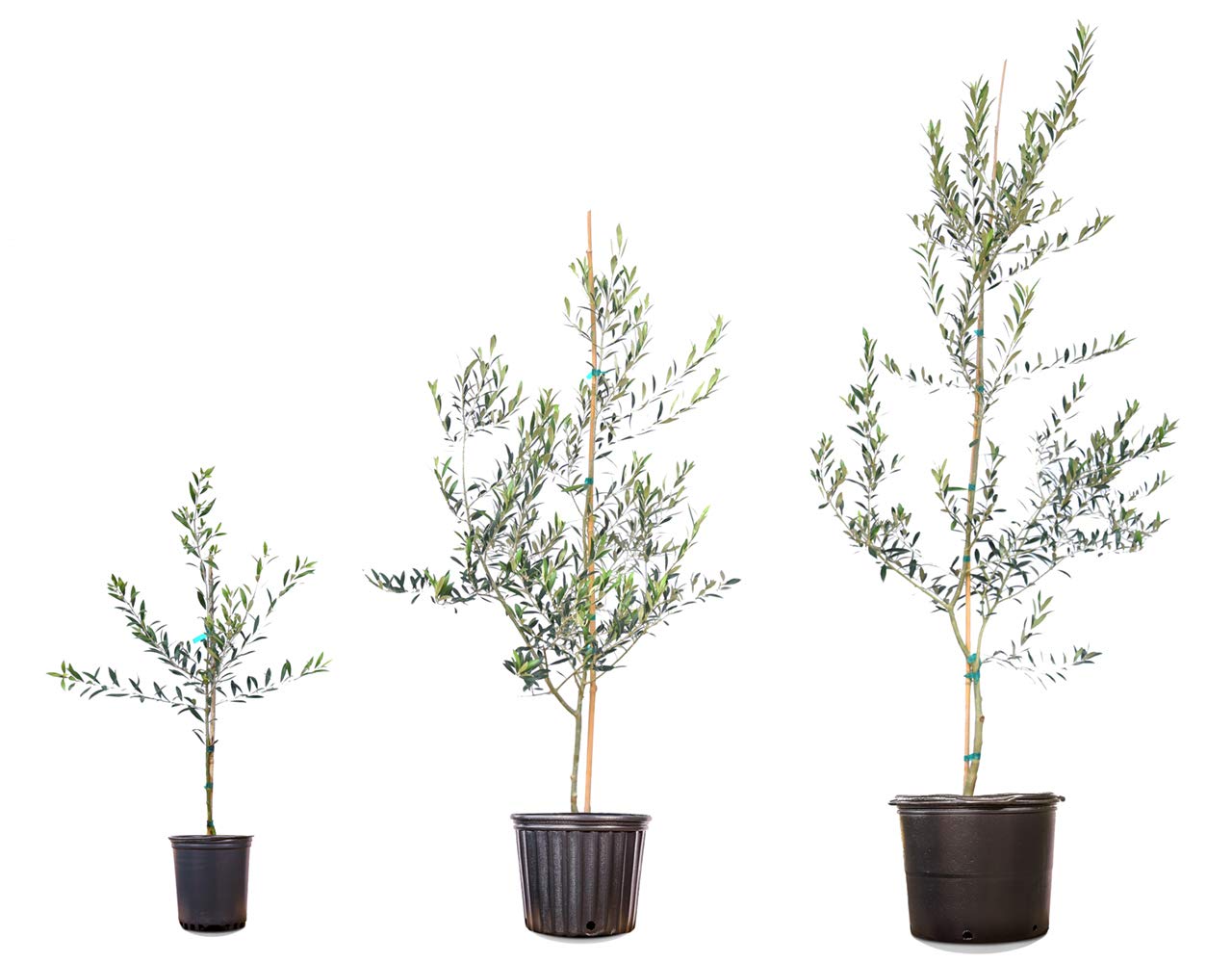 PERFECT PLANTS Arbequina Olive Tree Live Plant 4-5 Feet Tall - Indoor/Outdoor Fruit Bearing Tree with Care Guide - Perfect for Home Gardens, Patios & Mediterranean Landscaping