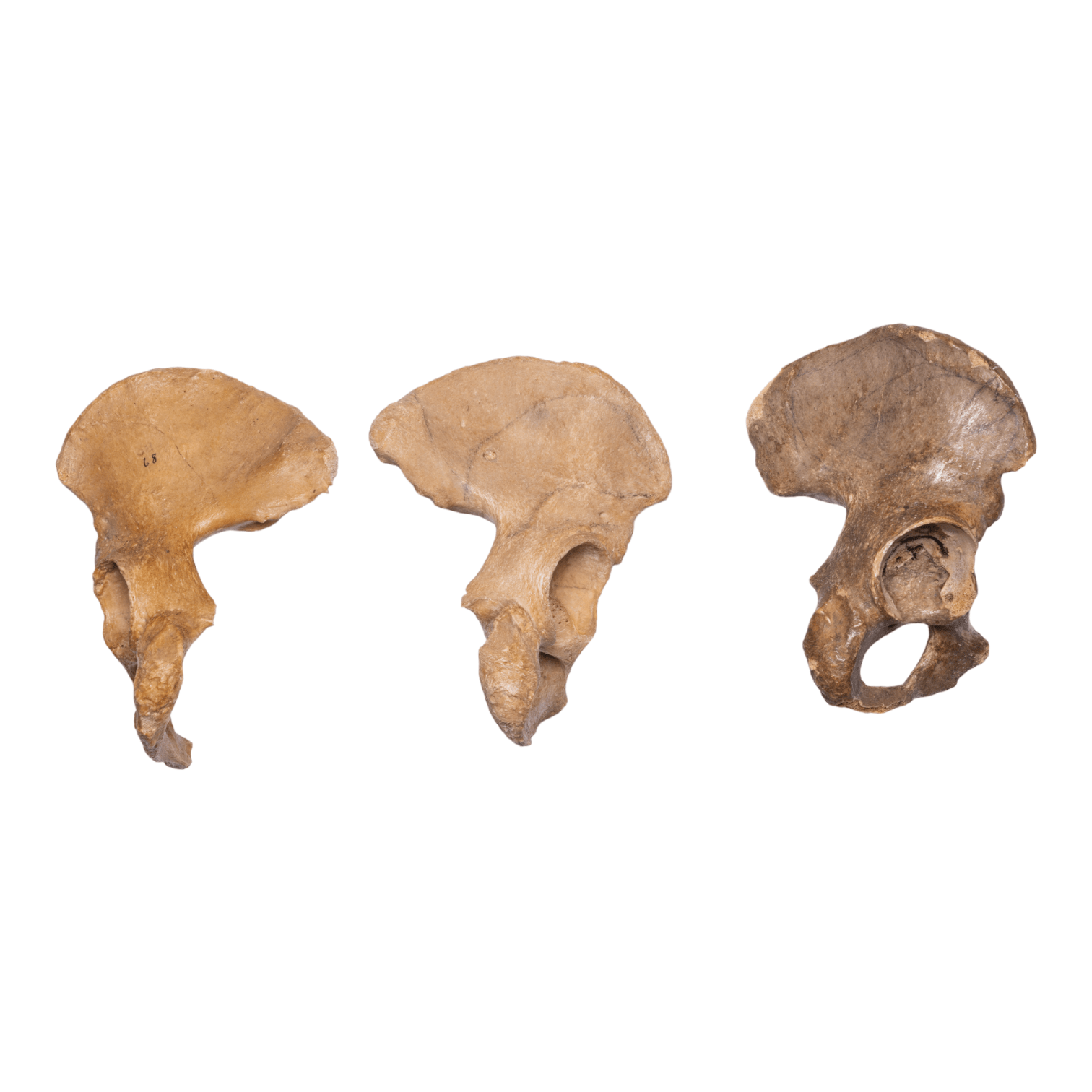 Antique Real Human Ilium Bone - Single Specimen for Medical Study, Anatomy Display & Gothic Decor