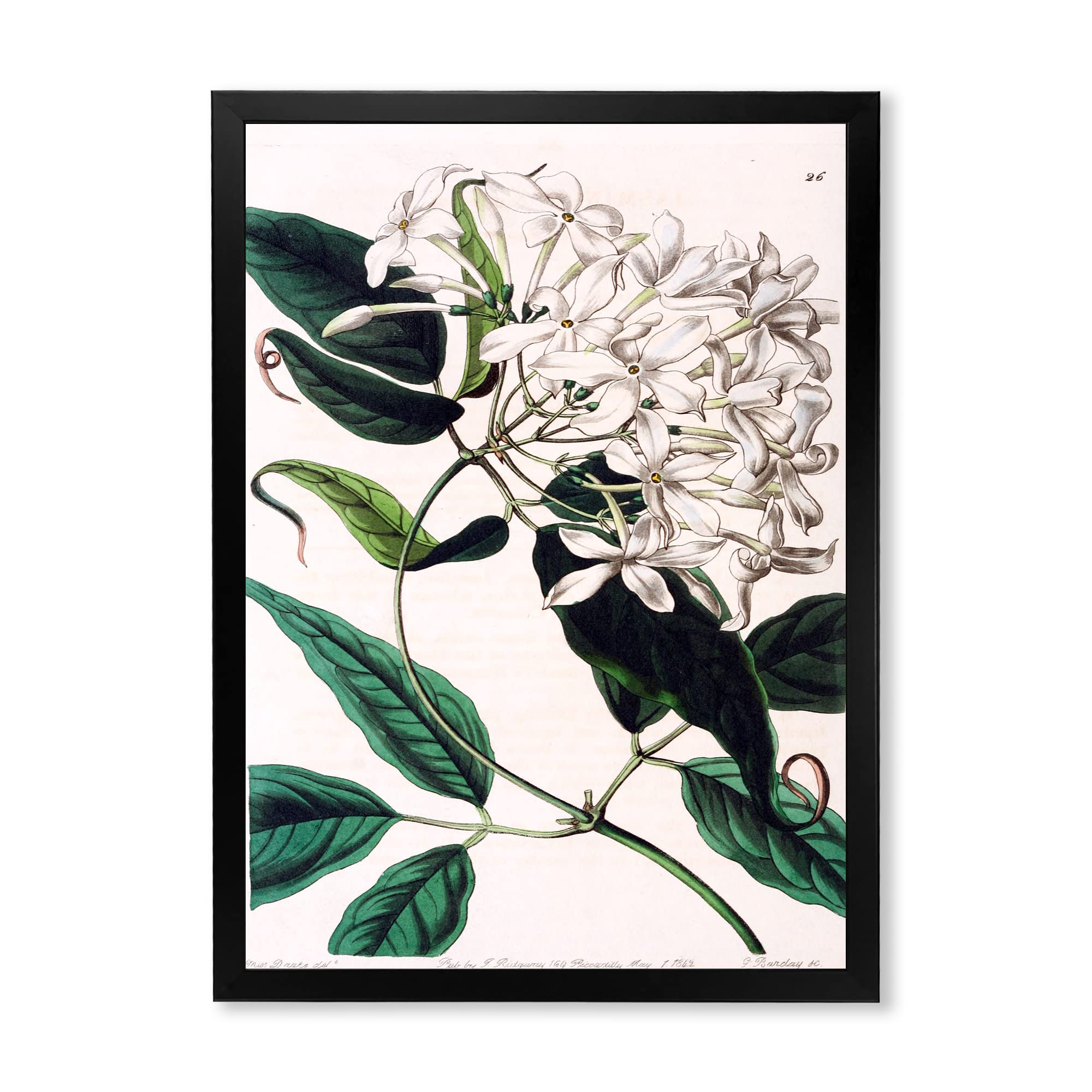 Vintage Plant Life XXIV Traditional Framed Wall Art - Botanical Home Decor for Living Room, Bedroom & Office - Perfect for Nature Lovers & Interior Design