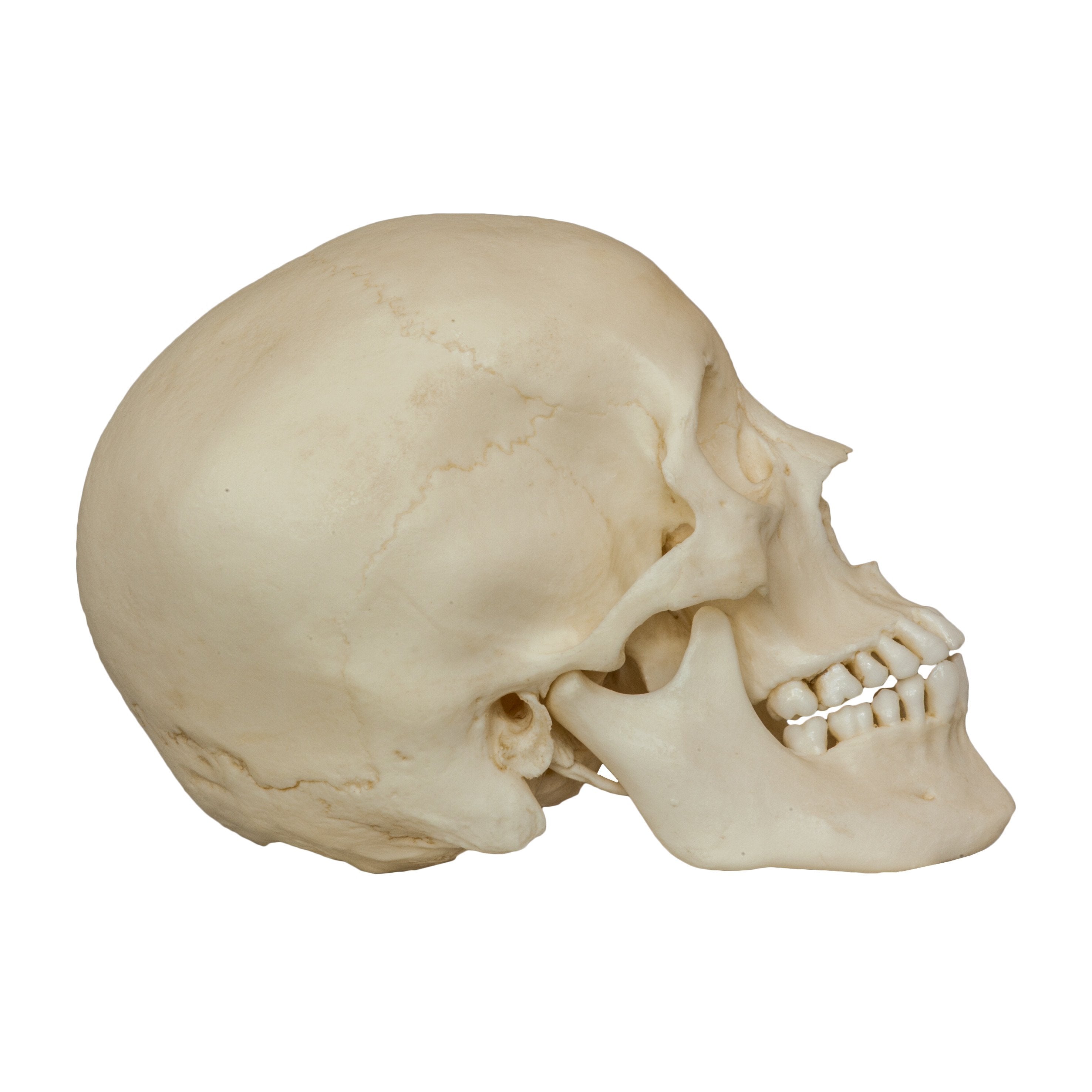 Authentic Replica Human Male Adolescent Skull - Anatomical Model for Medical Study, Halloween Decor & Science Education