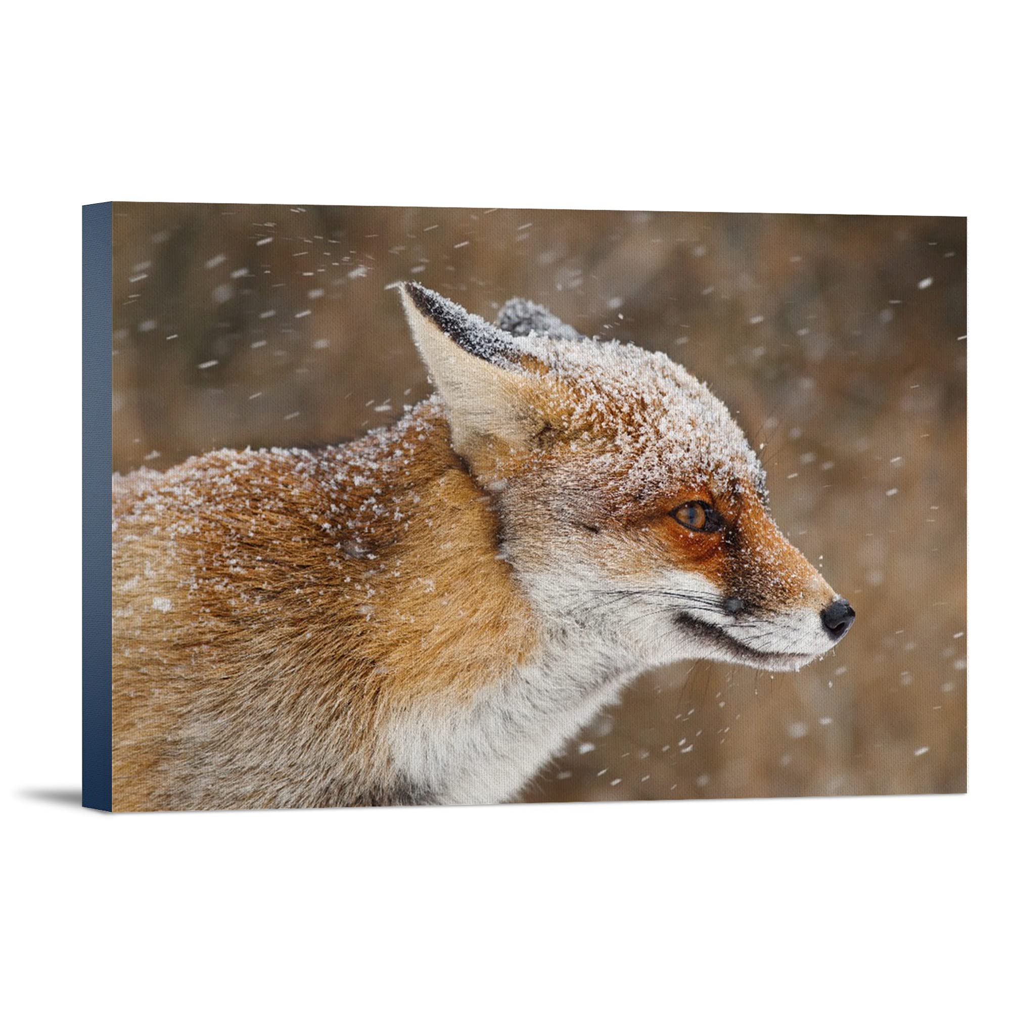 Lantern Press Red Fox in Snow Wall Art - 16x24 Wrapped Canvas Print, Winter Wildlife Decor for Living Room, Bedroom & Office