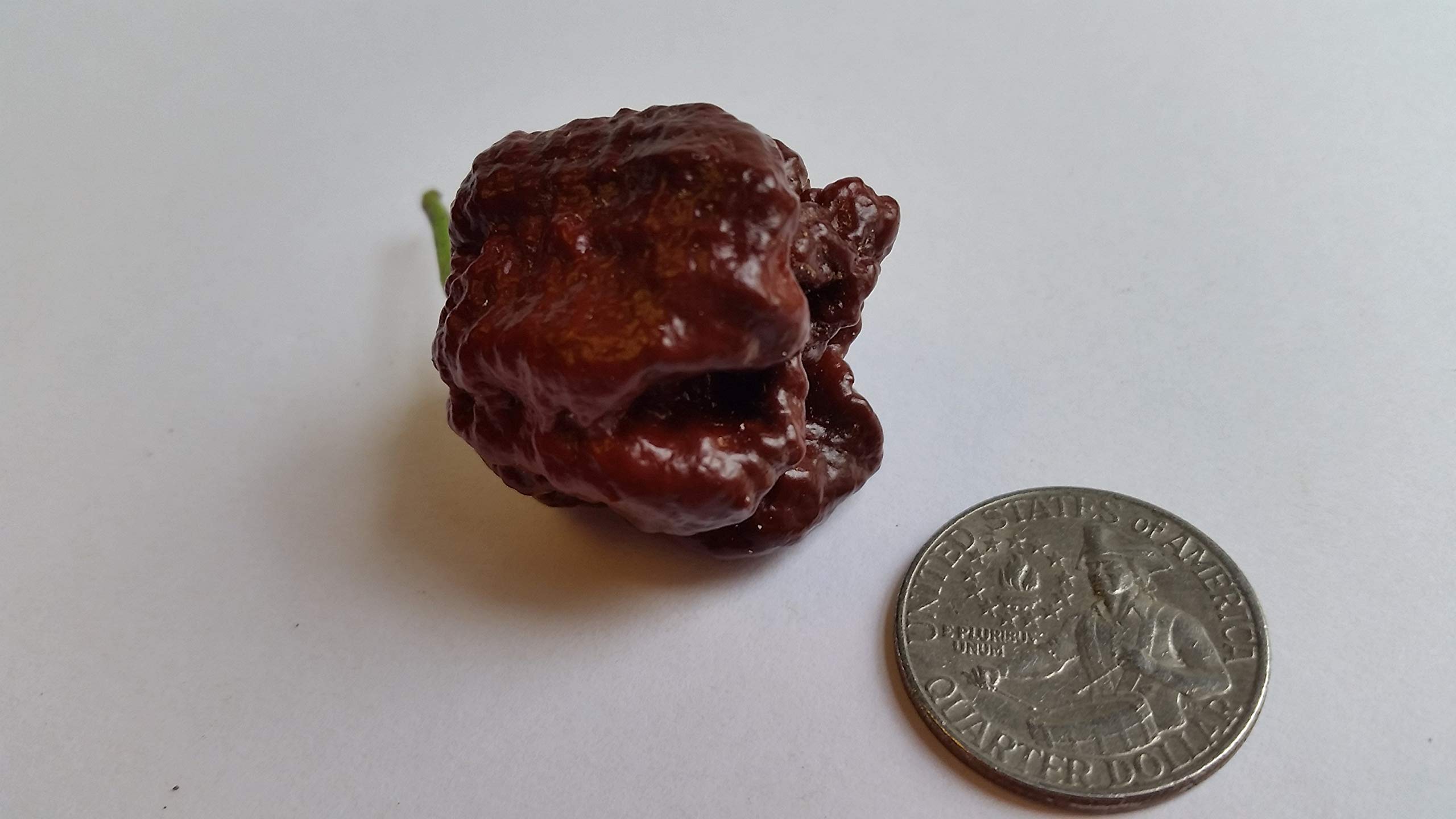 Chocolate Reaper Pepper Seeds - Super Hot Heirloom Chili Seeds for Home Garden Planting, Cooking & Spicy Food Lovers