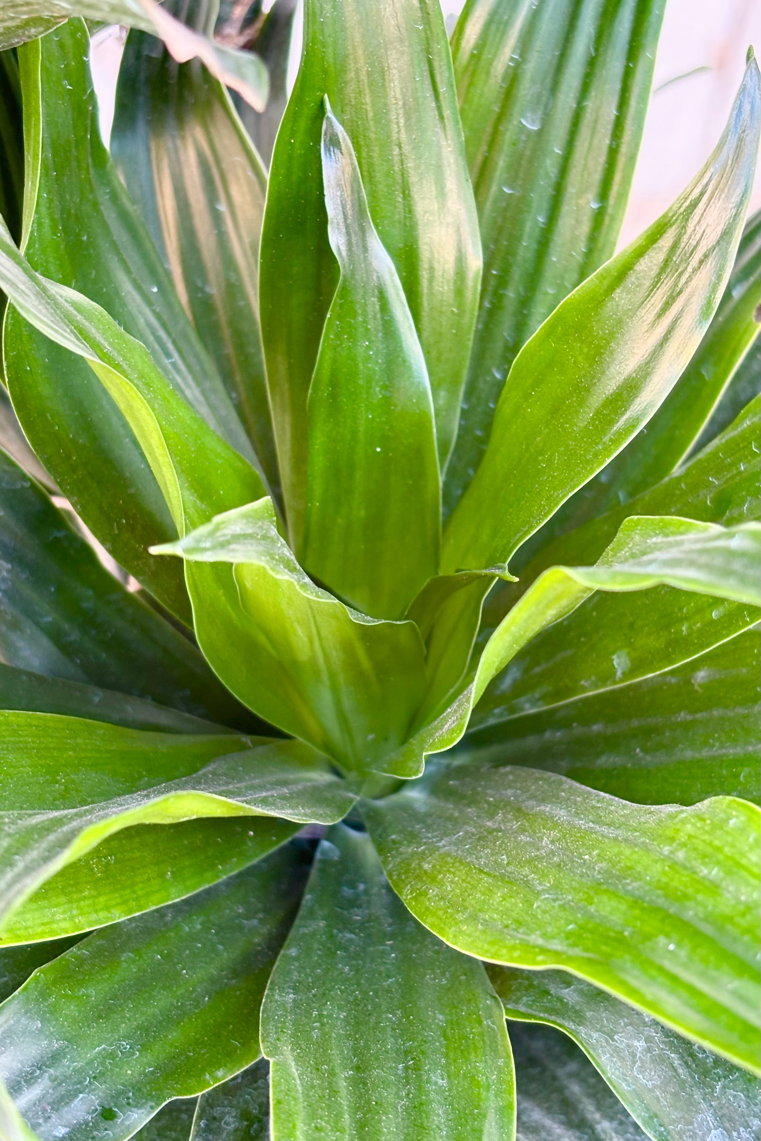 Dracaena 'Janet Craig Compacta' 12