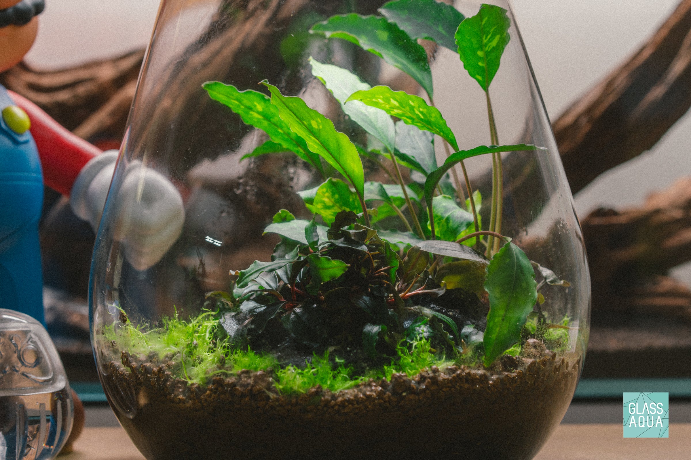 Bucephalandra Mini Coin Aquatic Plant for Freshwater Aquariums - Perfect for Nano Tanks, Aquascaping & Shrimp Habitats