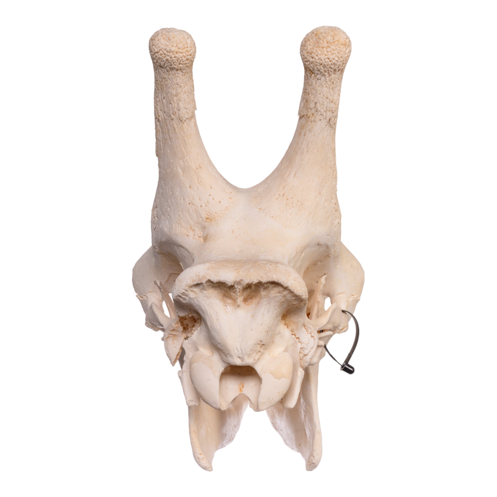 Authentic Southern Giraffe Skull - Rare Taxidermy Specimen for Home Decor, Educational Display & Unique Gift for Wildlife Enthusiasts