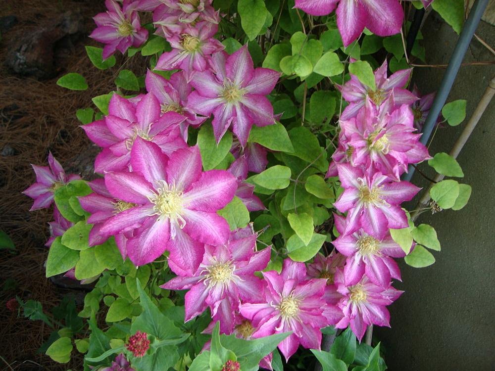 Asao Clematis - 5 Live Plants in 4 Inch Pots - Clematis 'Asao' Starter Plants with Bold Pink Flowers - Perfect for Garden Trellises, Fences, and Outdoor Landscaping