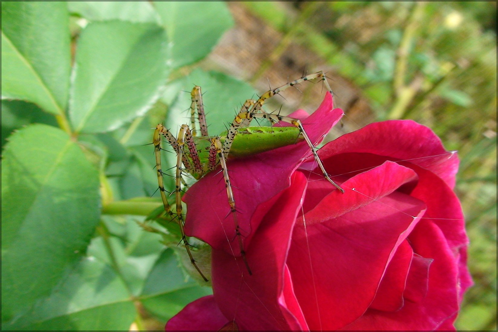 24x36 Inch Green Lynx Spider on Rose Gallery Poster - Stunning Close-Up Photo from Tyler Texas Public Rose Gardens | Perfect for Home Decor, Office Wall Art & Nature Lover Gifts