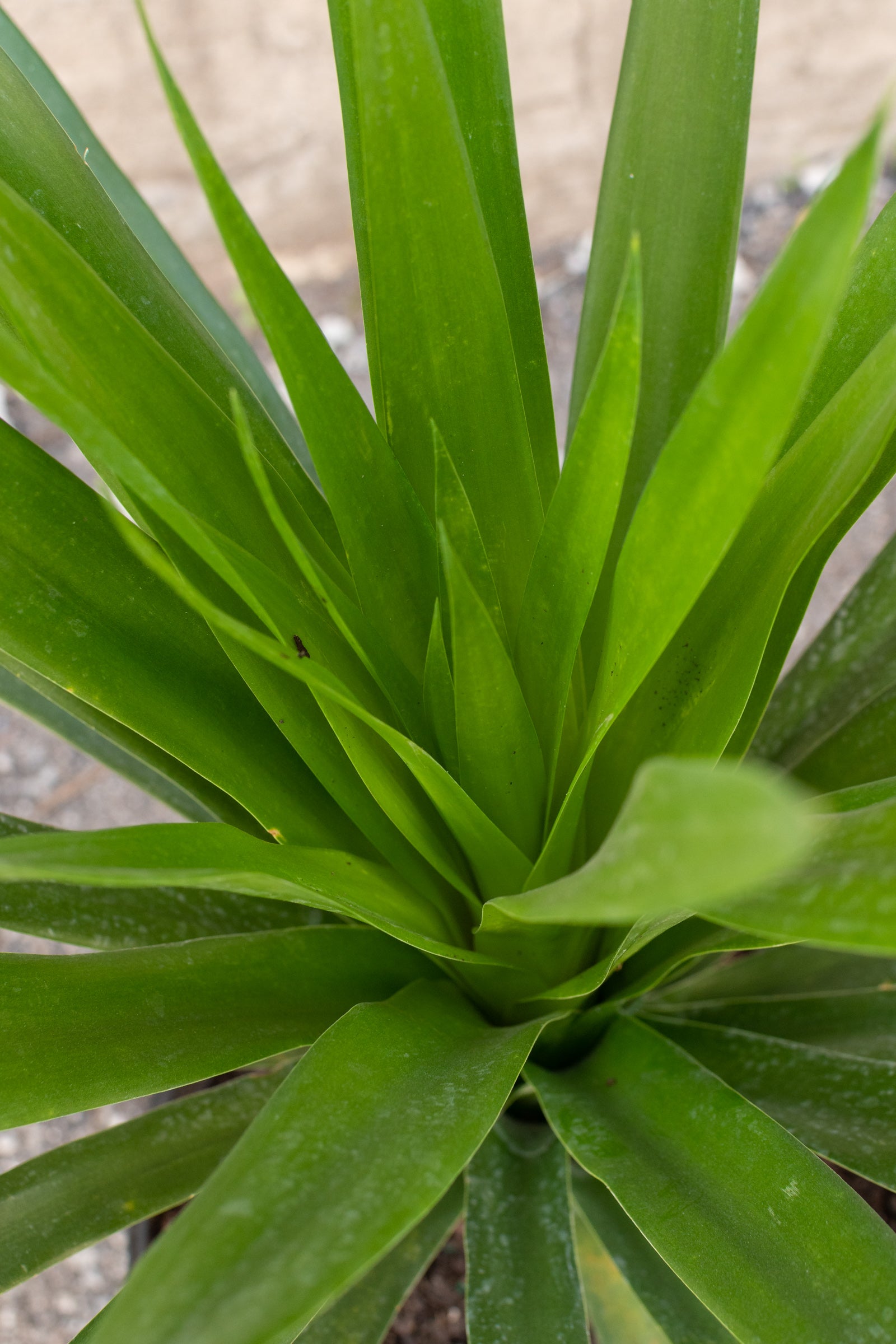 Dracaena Arborea Cane - 10 Pack Live Indoor Plants for Home & Office Decor - Perfect for Living Room, Bedroom, and Workspace Greenery