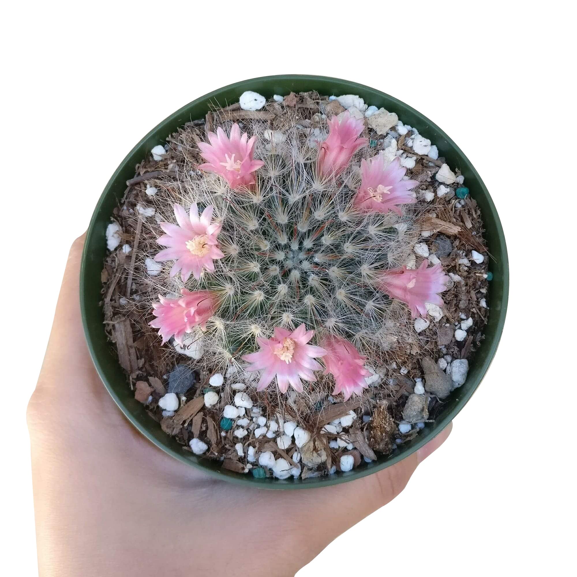Live Cactus Plants Collection - Rare Powder Puff Cactus in 4'' Clay Pot, Hand-Selected Succulents for Home Decor & Gifts | Perfect for Office Desk, Wedding Favors, and Indoor Gardening