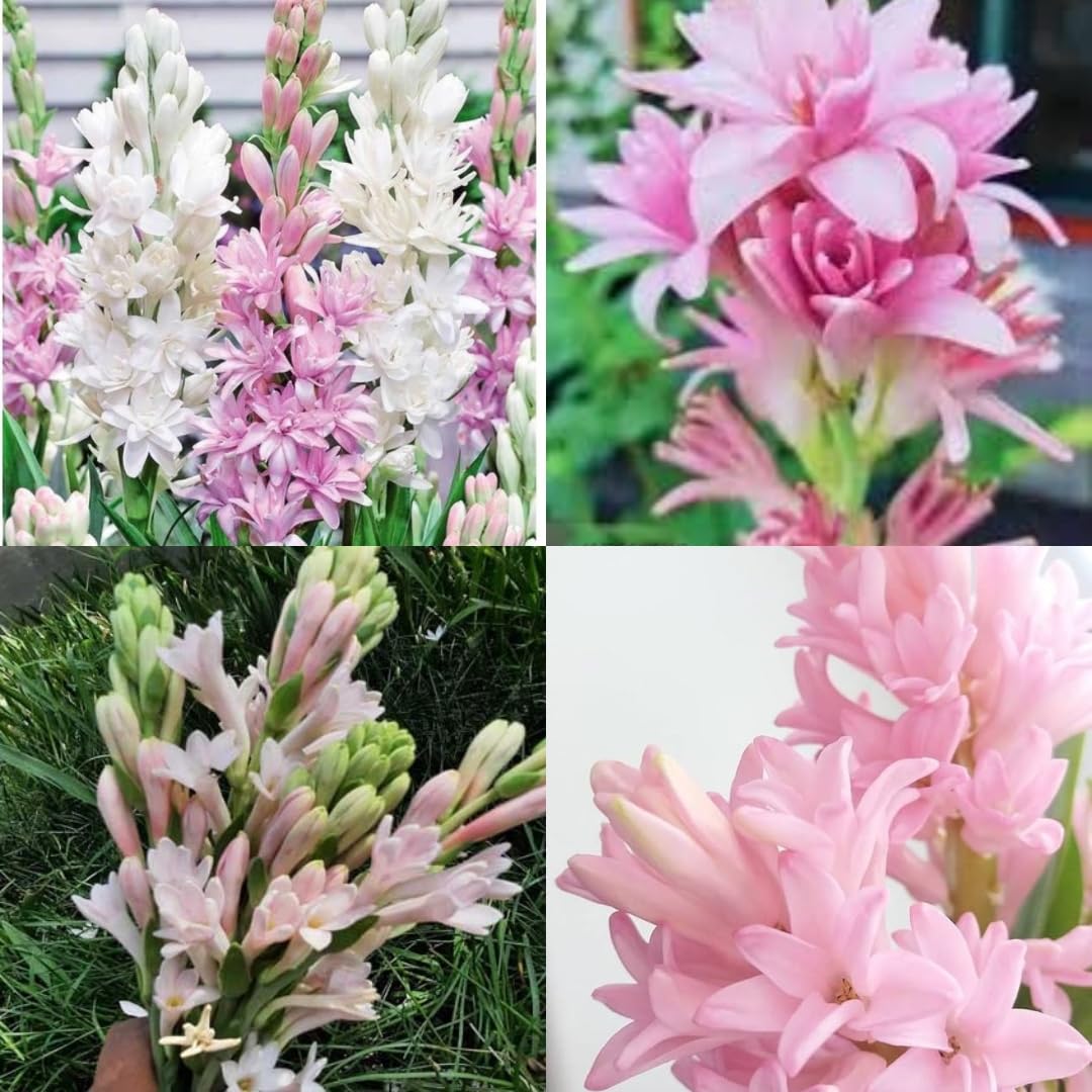 Premium Double Petal Tuberose (Rajanigandha) Flower Seeds - Fragrant All-Season Hybrid Pack of 8 for Gardens, Landscaping & Home Decor