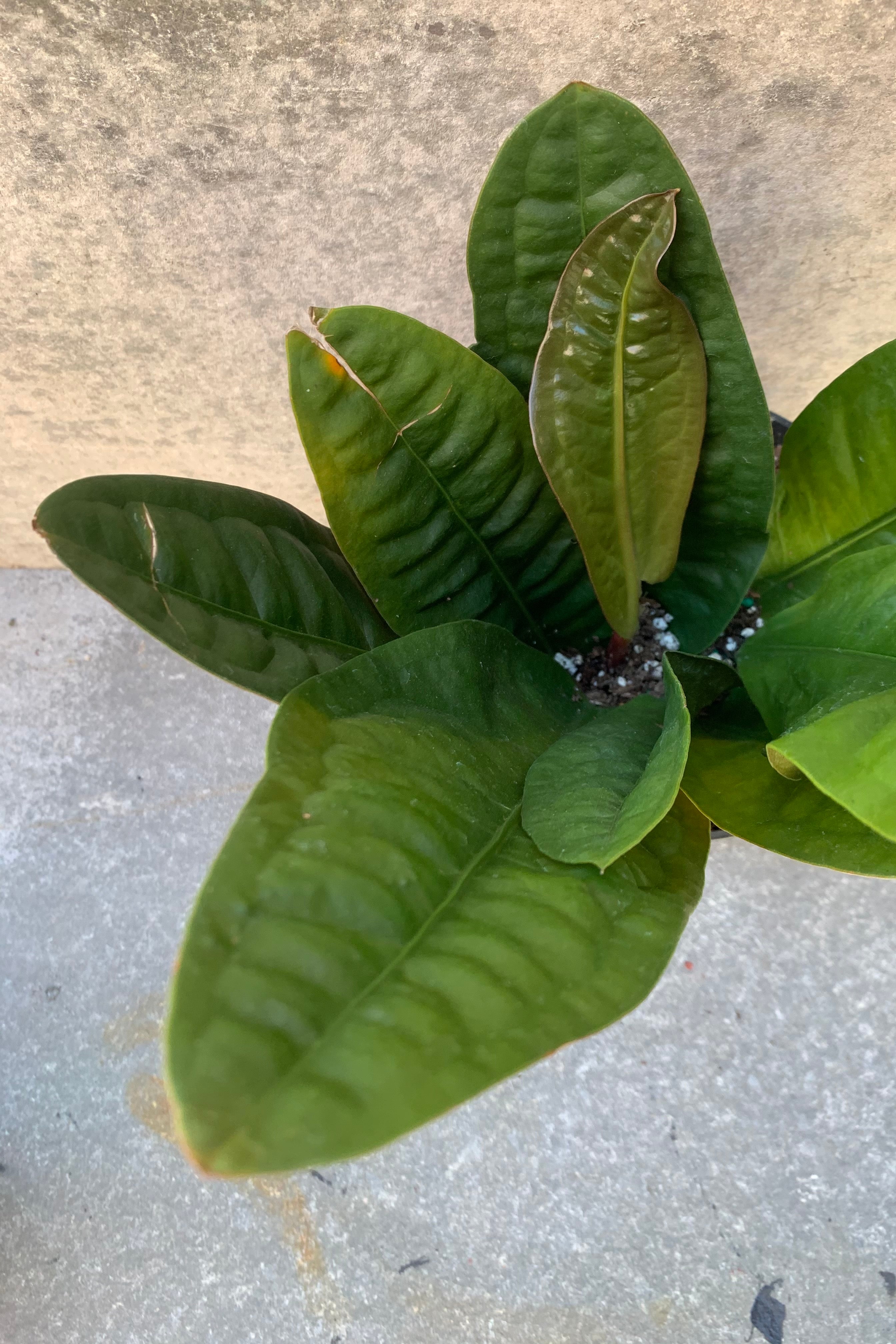 Anthurium Superbum - 6