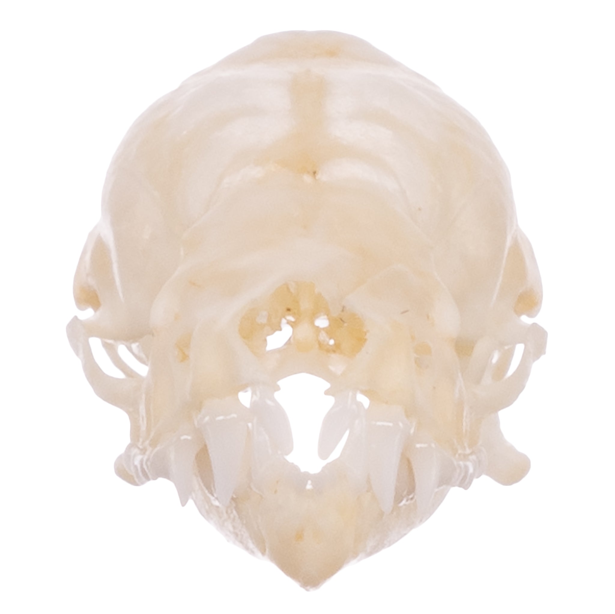 Authentic Mexican Free-tailed Bat Skull Specimen - Taxidermy Oddity for Gothic Decor, Halloween Props & Natural History Collectors