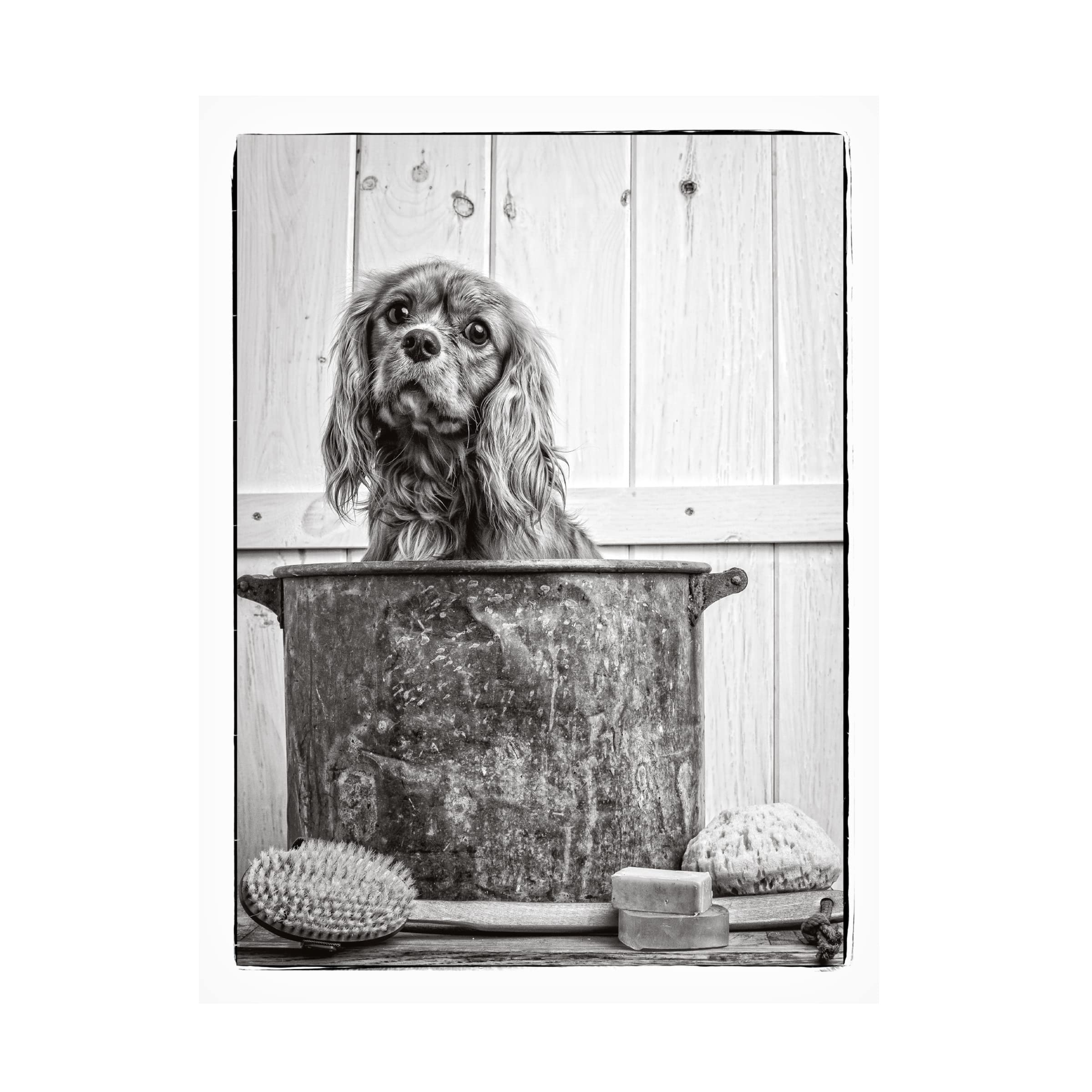 Vintage Puppy Bath Canvas Art Print by Edward M Fielding - Classic Dog Painting Wall Decor for Living Room, Bedroom & Office - Perfect Gift for Pet Lovers